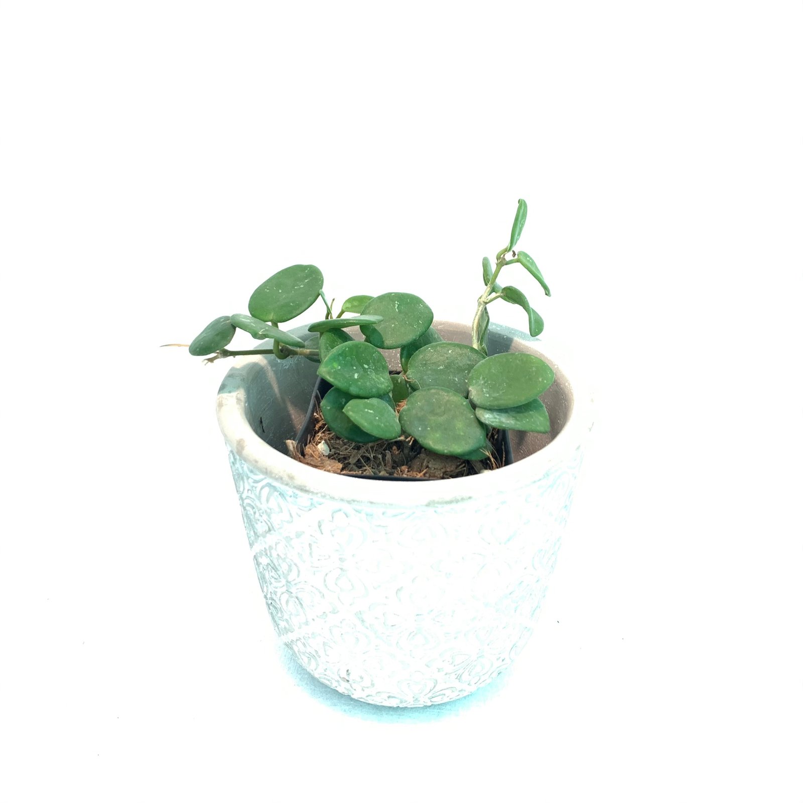 Hoya Mathilde (Large) - Image 7