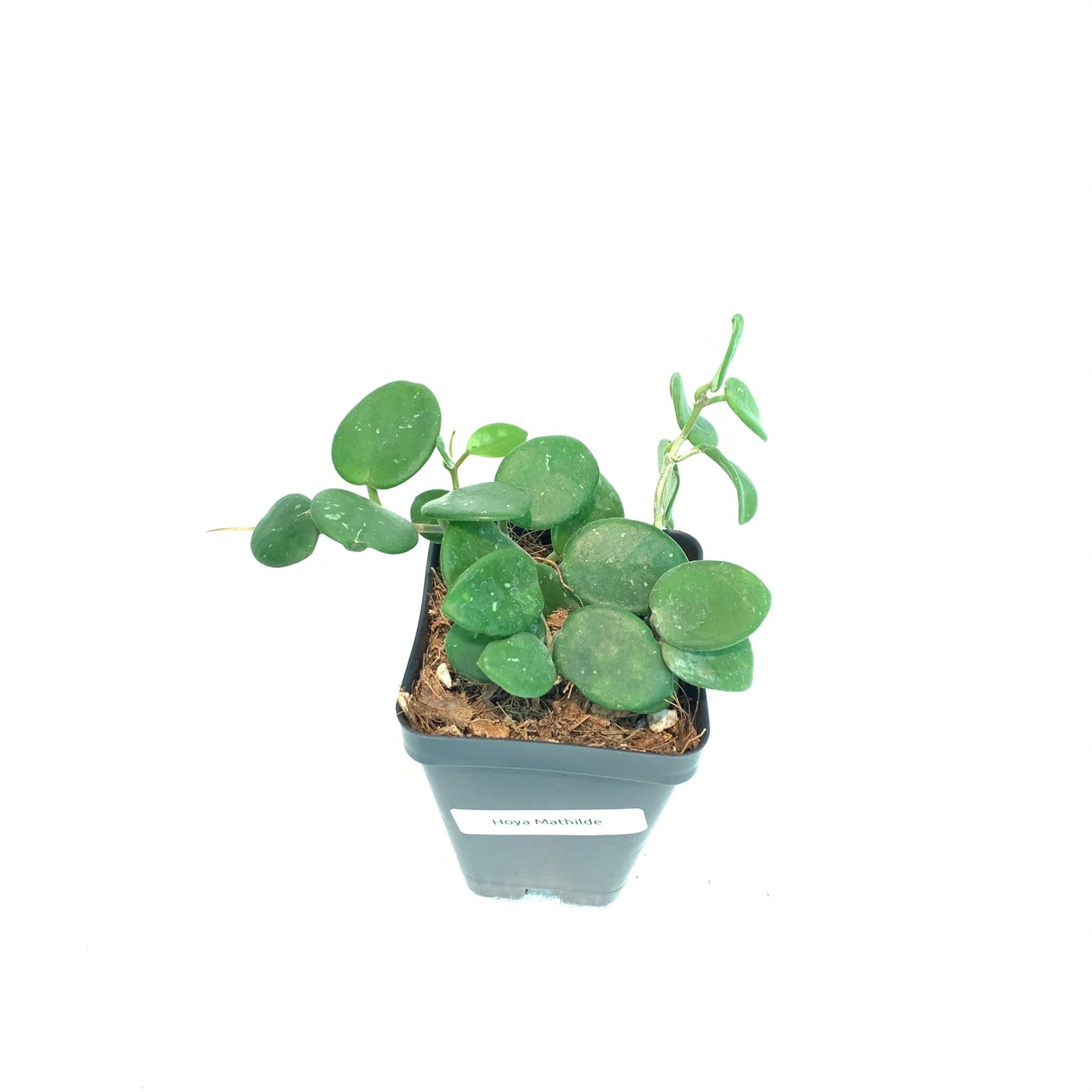 Hoya Mathilde (Large) - Image 9