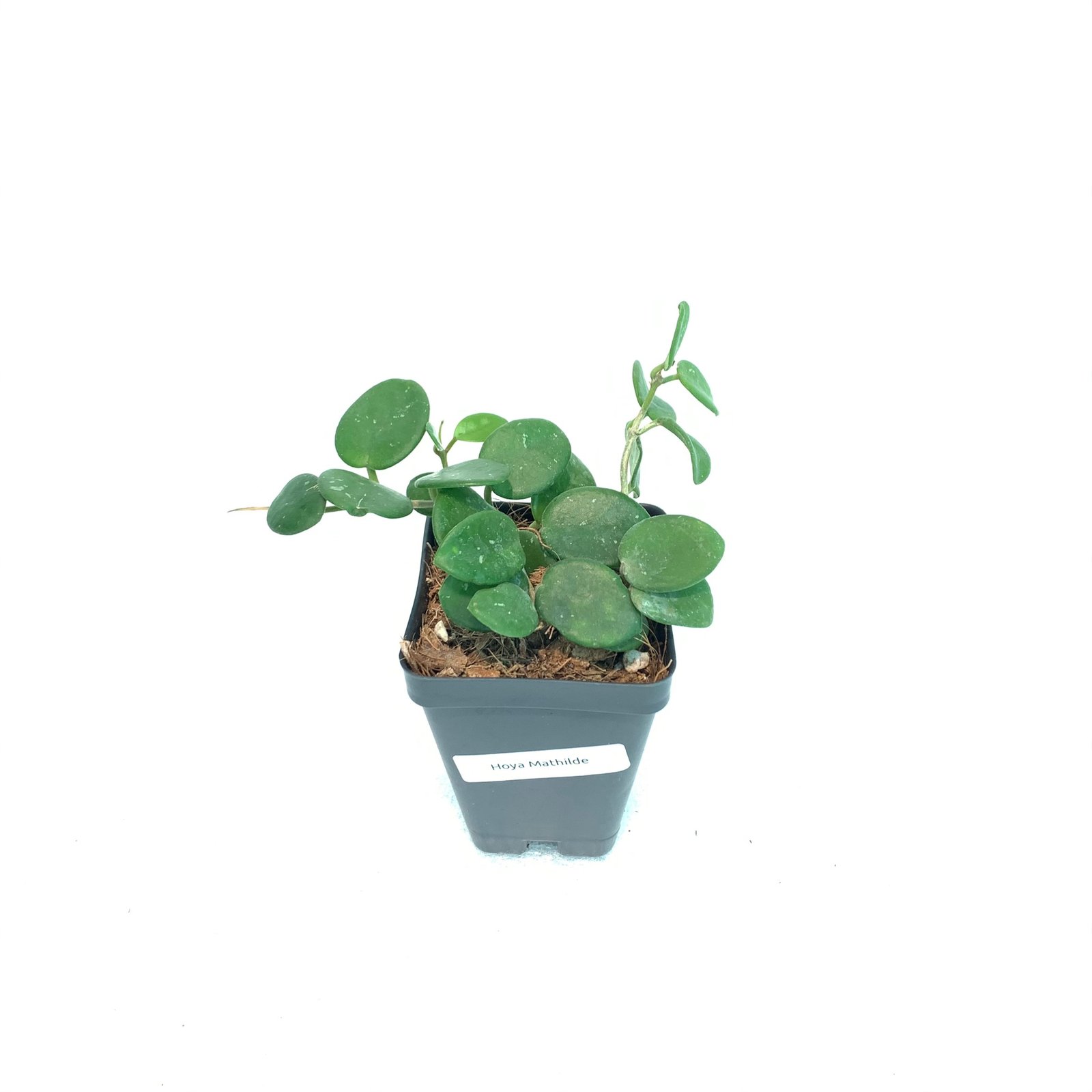 Hoya Mathilde (Large) - Image 10