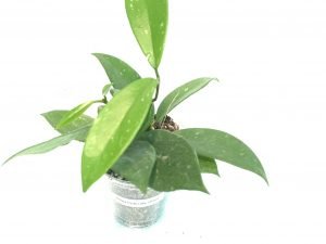 Hoya Pubicalyx Silver Splash