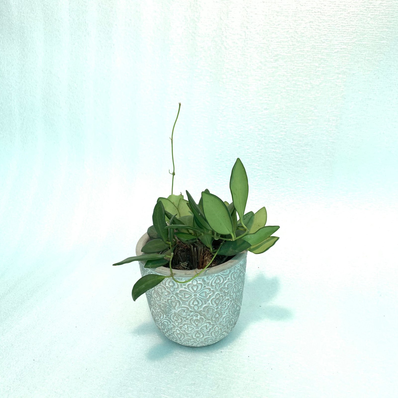 Hoya Bilobata - Image 2