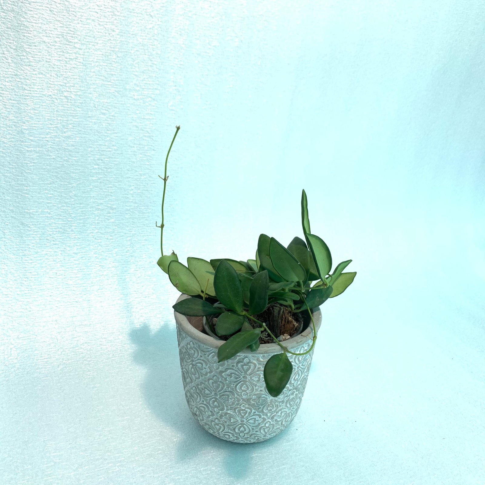 Hoya Bilobata - Image 3