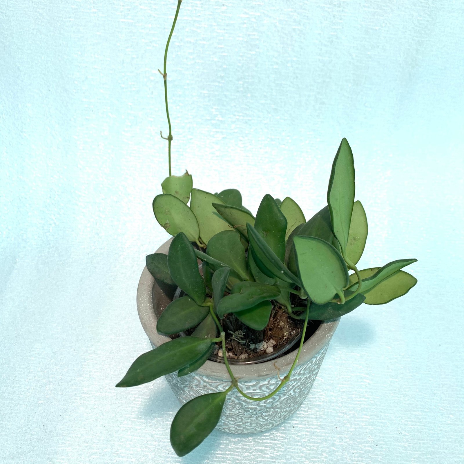 Hoya Bilobata - Image 4