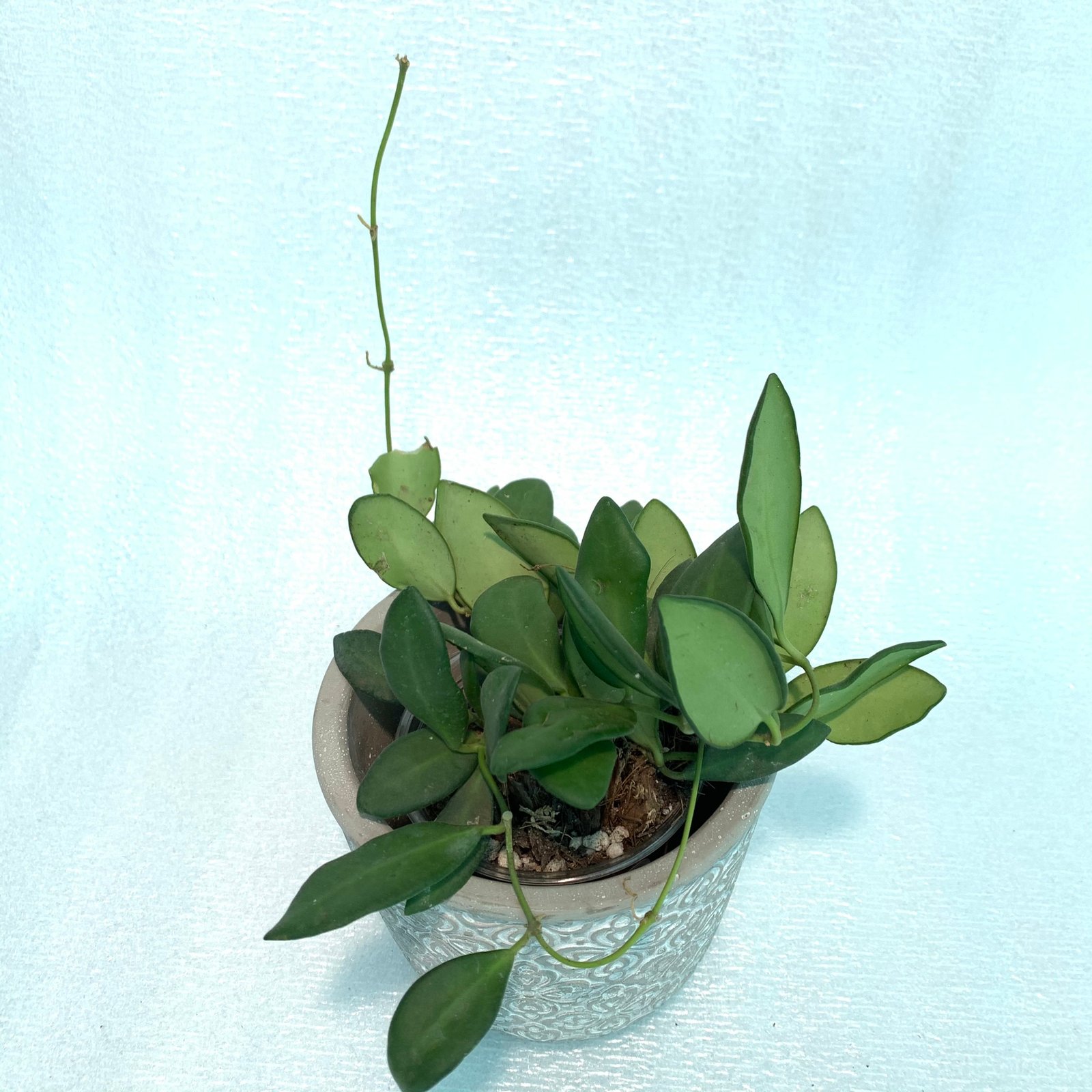 Hoya Bilobata - Image 5