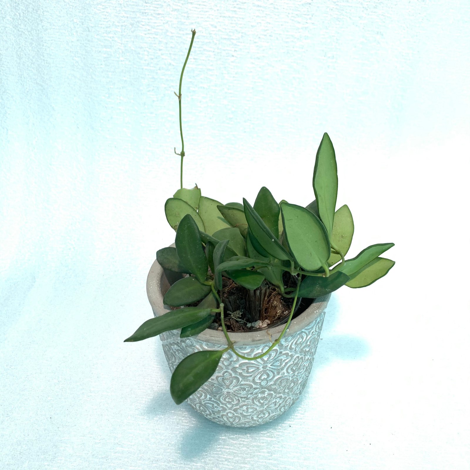 Hoya Bilobata - Image 6