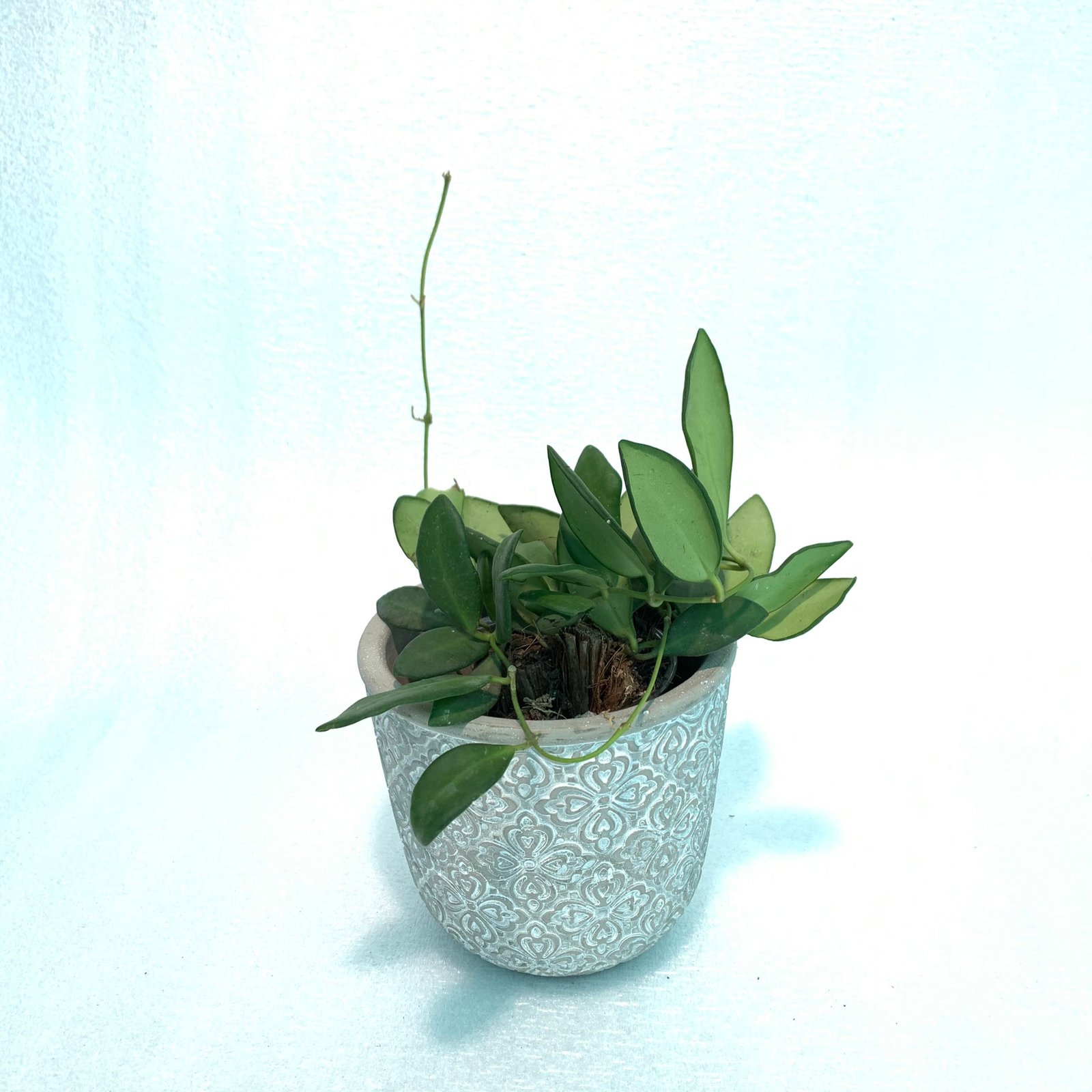 Hoya Bilobata - Image 7