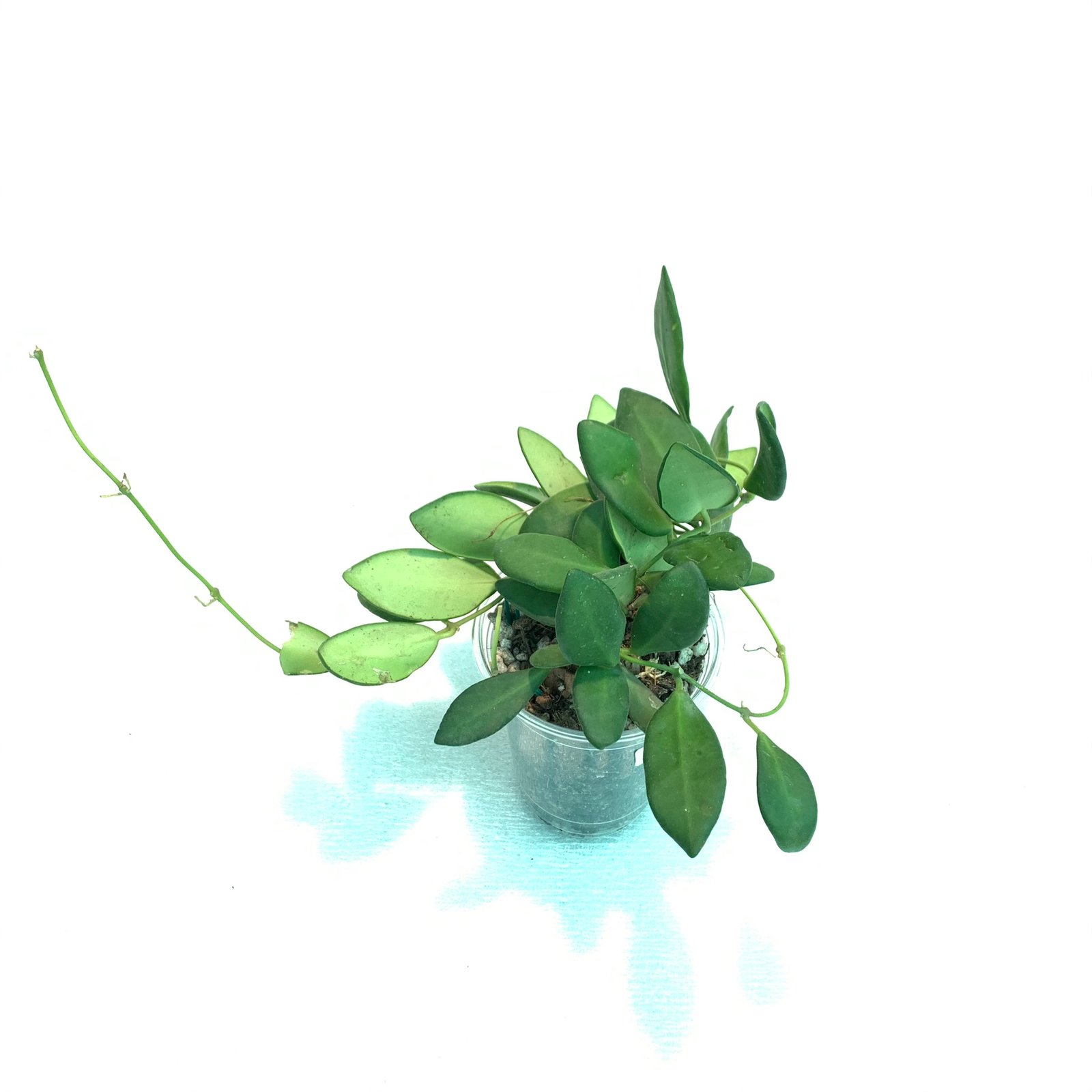 Hoya Bilobata - Image 8