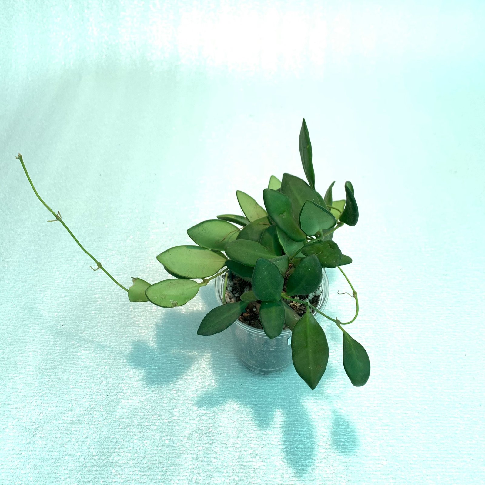 Hoya Bilobata - Image 9