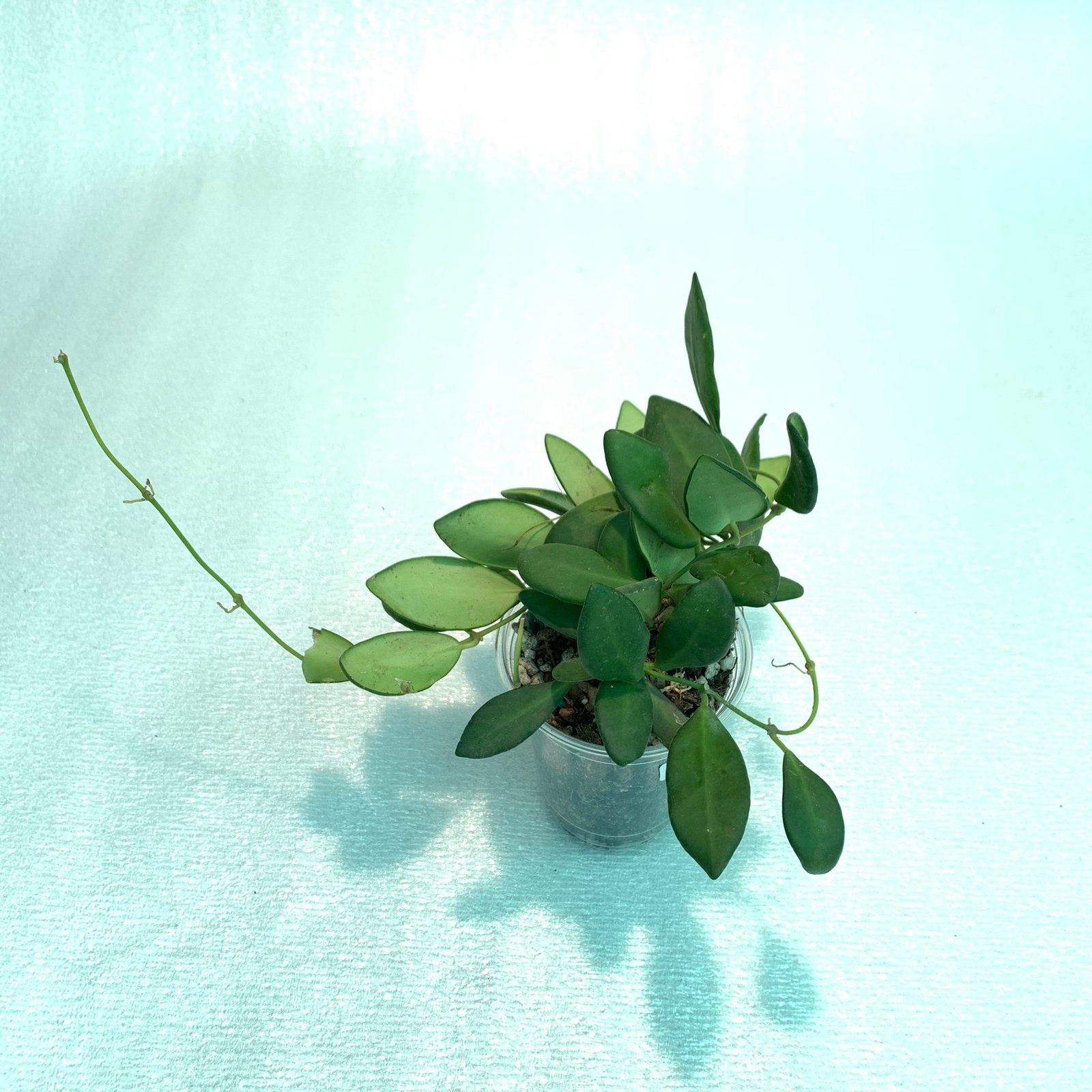 Hoya Bilobata - Image 10