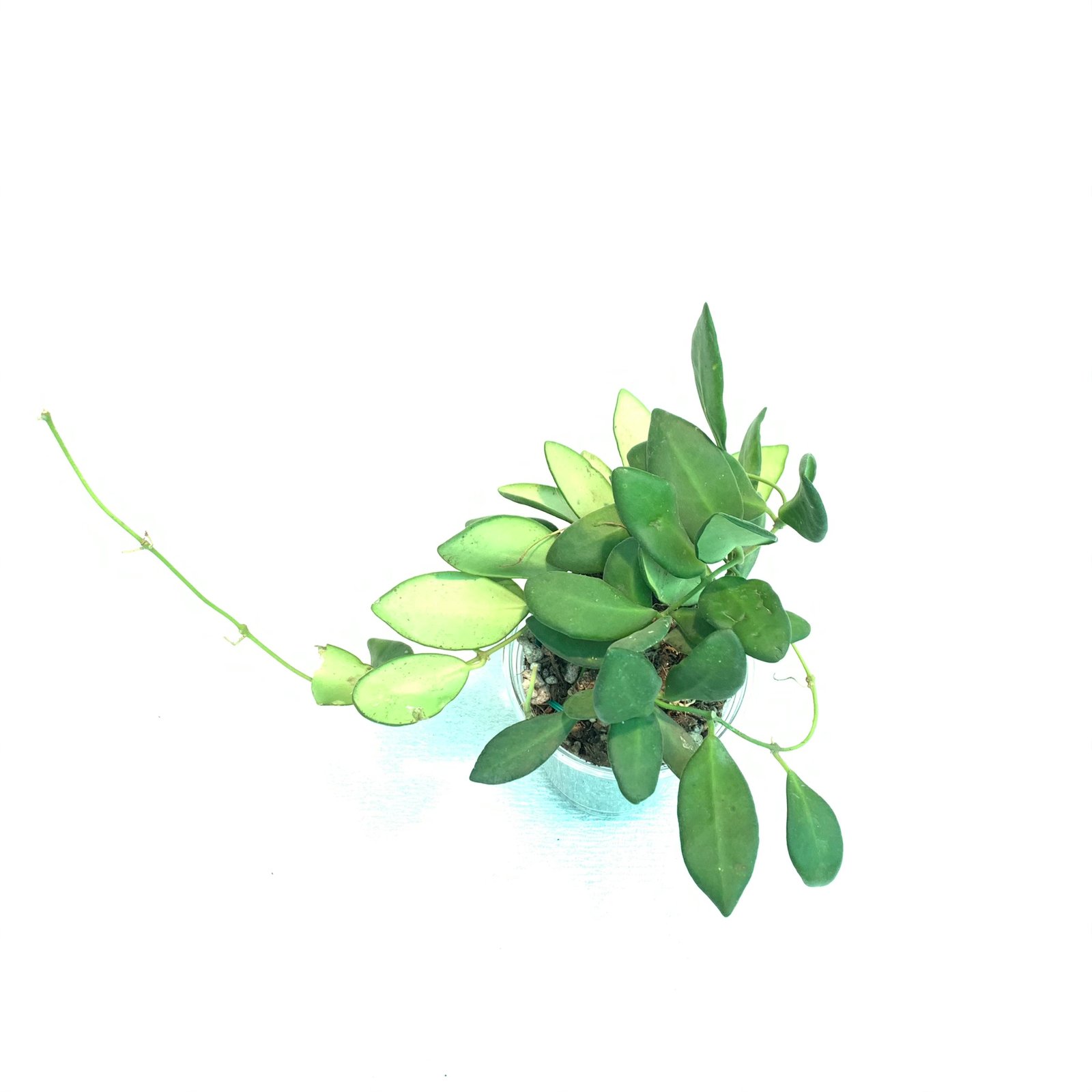 Hoya Bilobata - Image 11