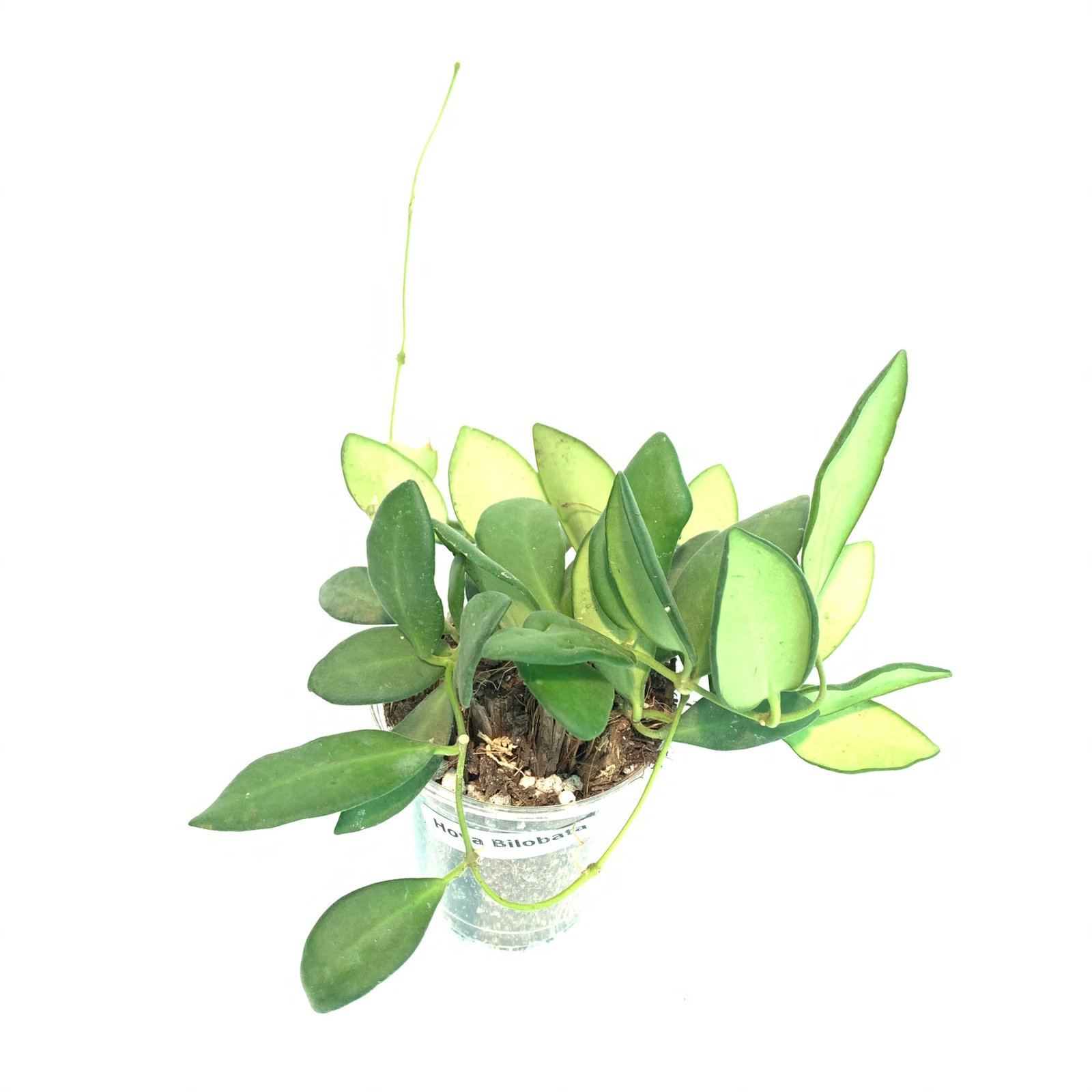 Hoya Bilobata - Image 12