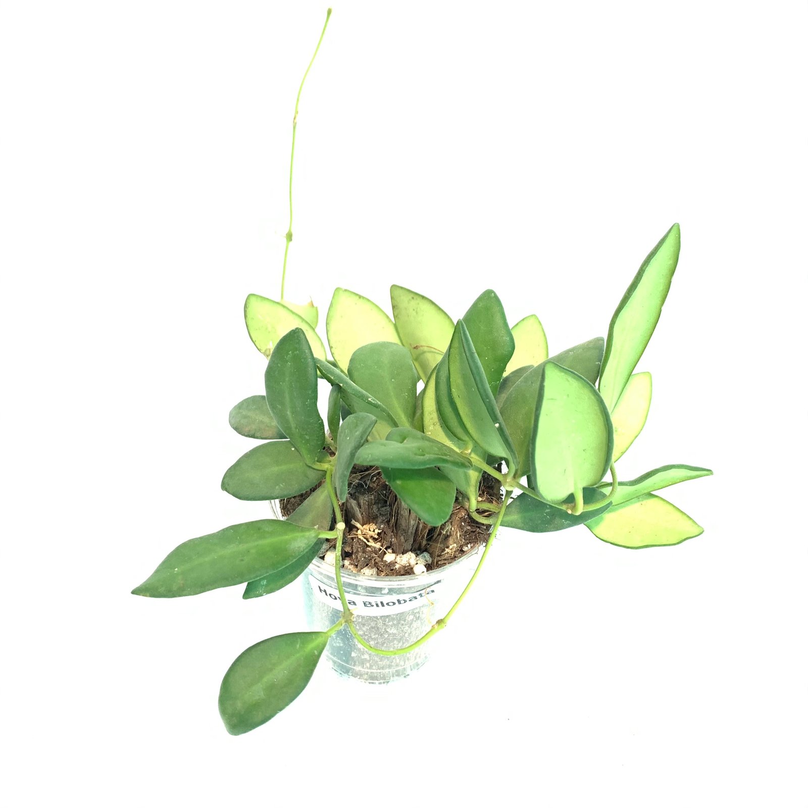 Hoya Bilobata - Image 13
