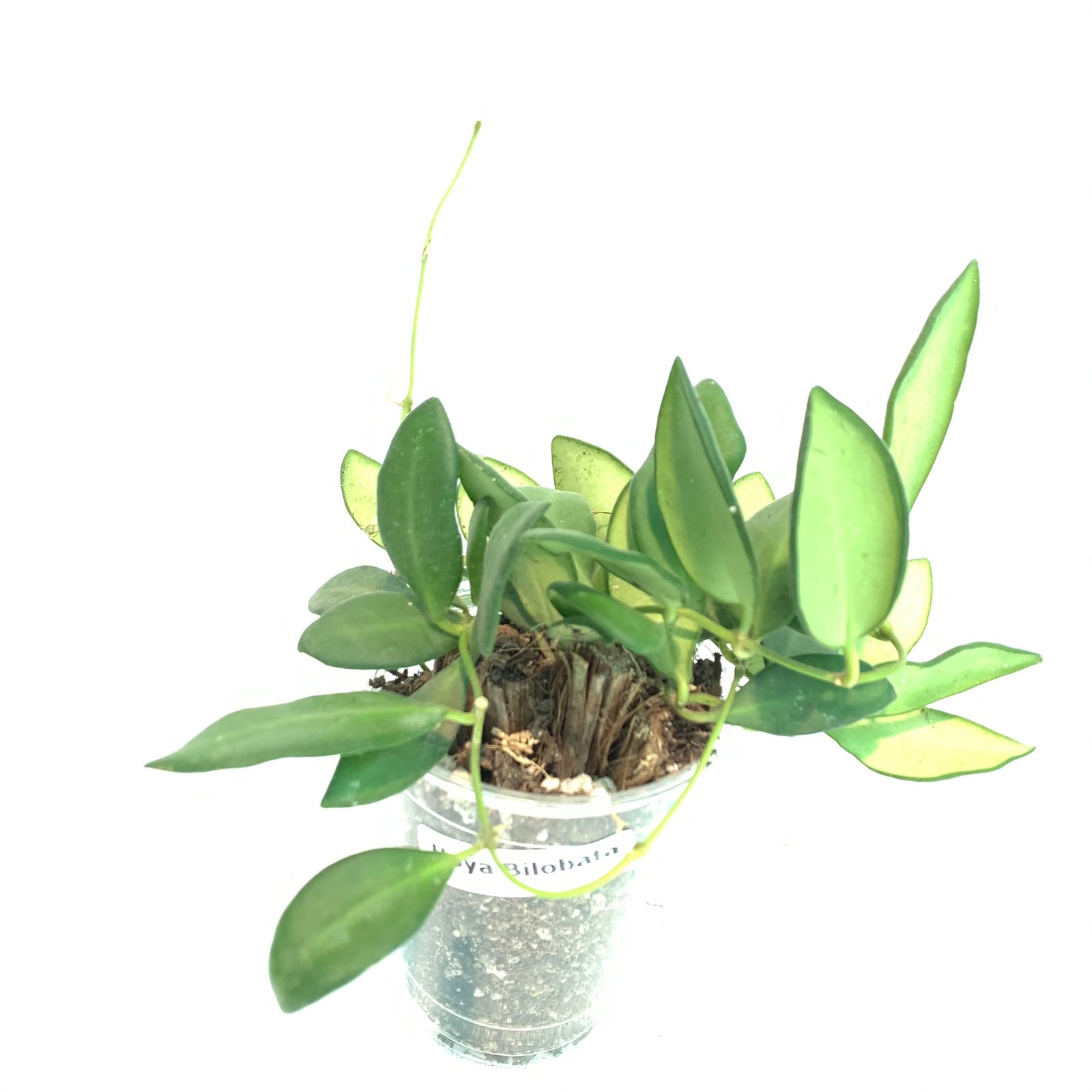 Hoya Bilobata - Image 14