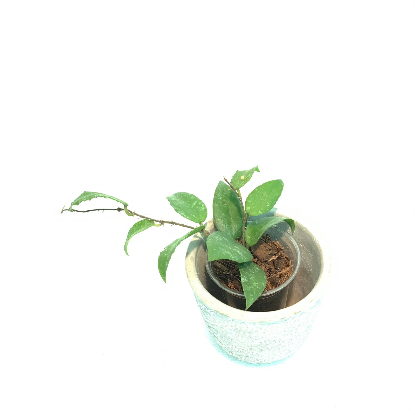 Hoya Bilobata - Image 17