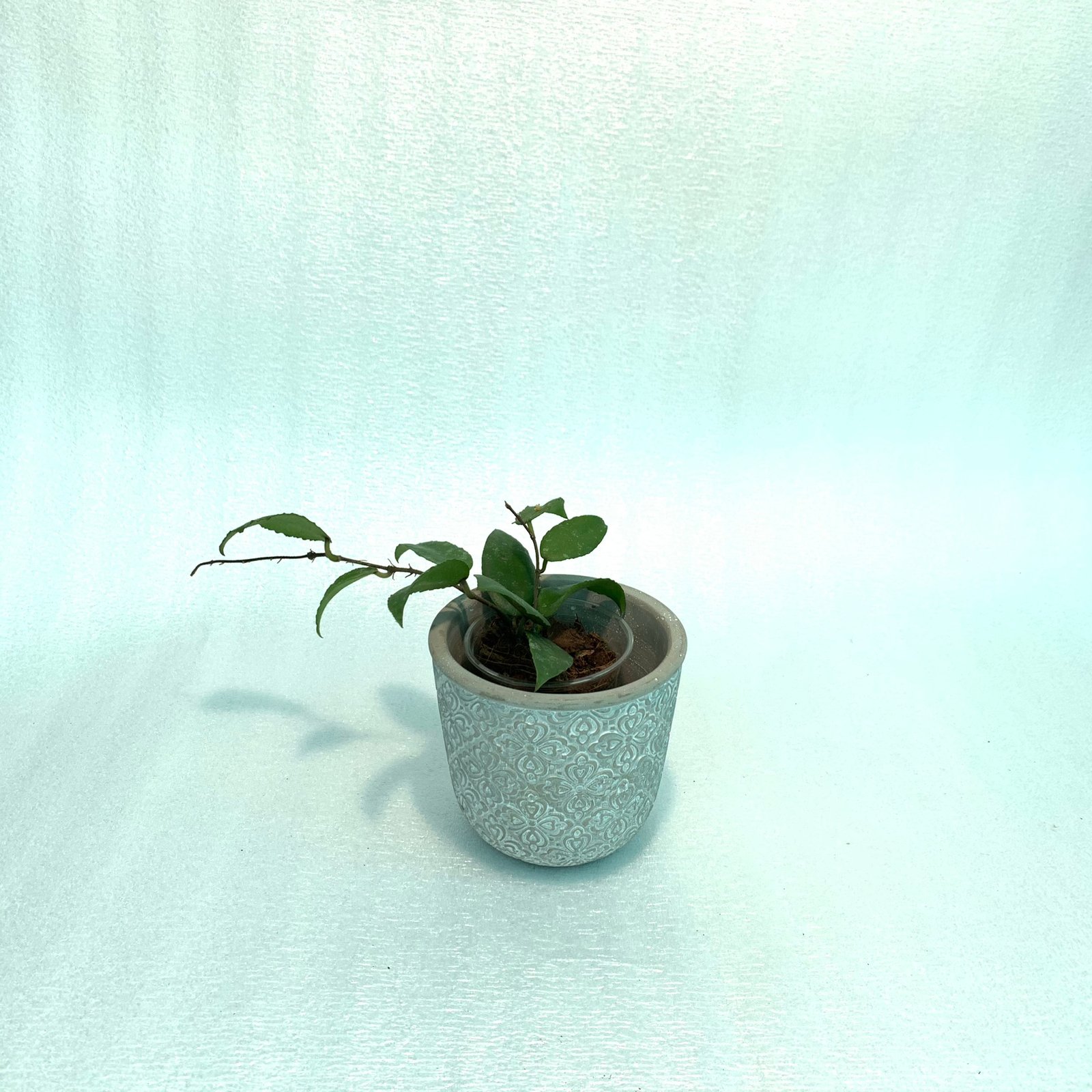 Hoya Bilobata - Image 18