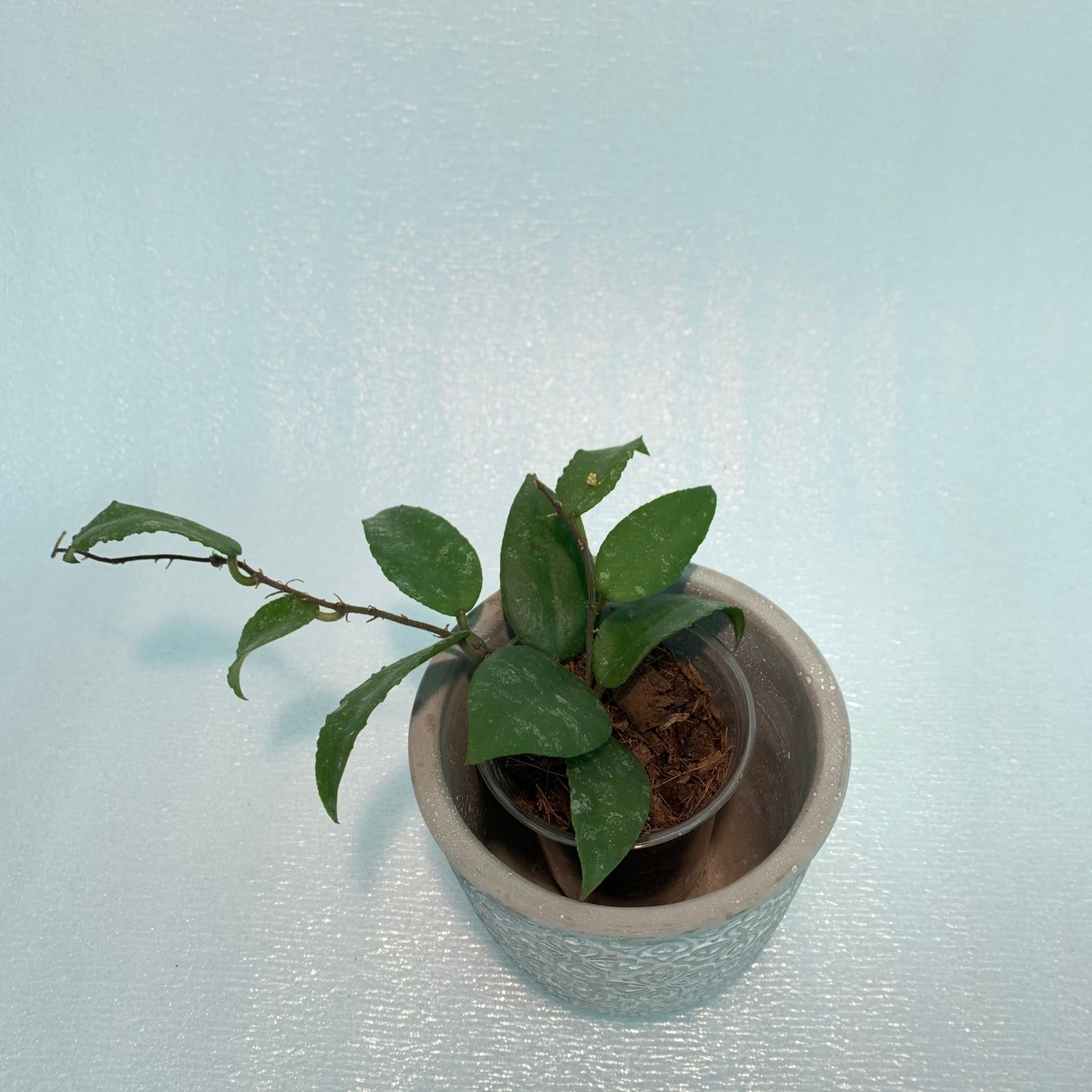 Hoya Bilobata - Image 19