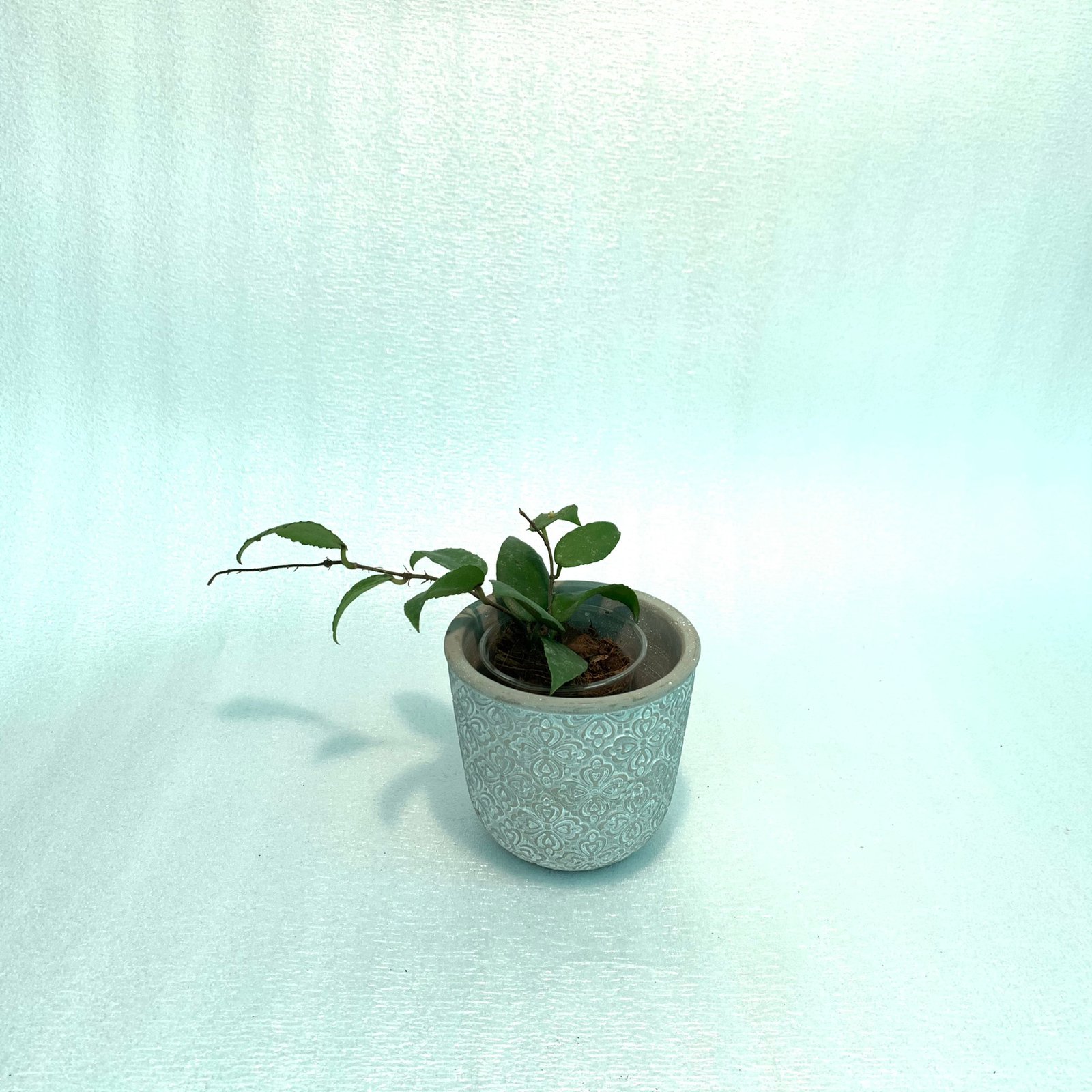 Hoya Bilobata - Image 20