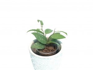 Hoya Caudata Sumatra