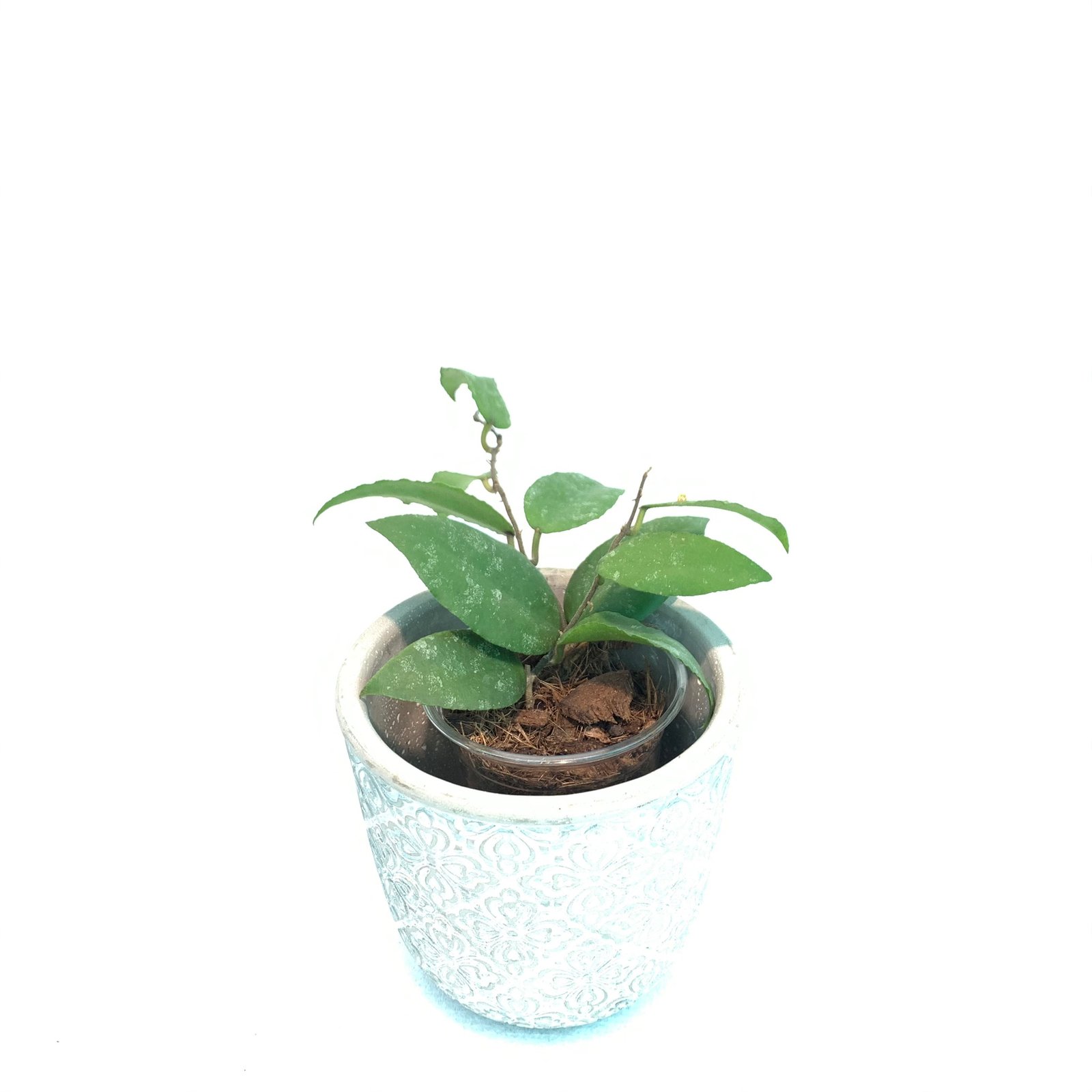 Hoya Caudata Sumatra