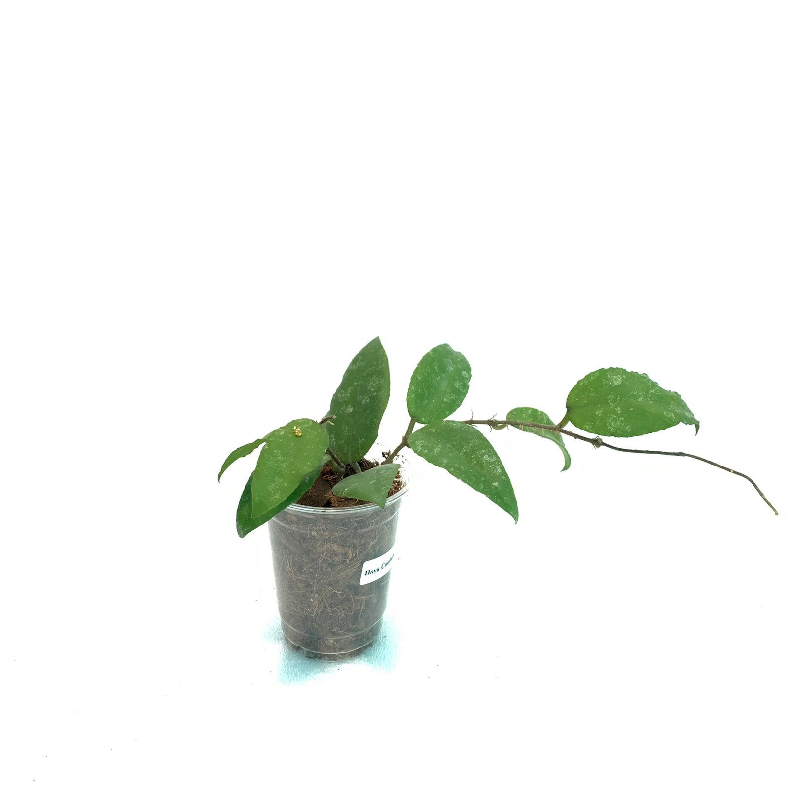 Hoya Caudata Sumatra - Image 4