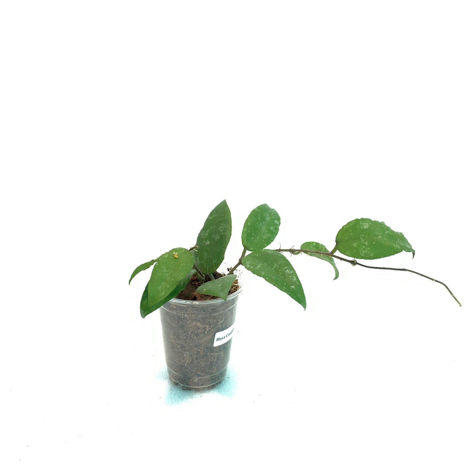 Hoya Caudata Sumatra - Image 5
