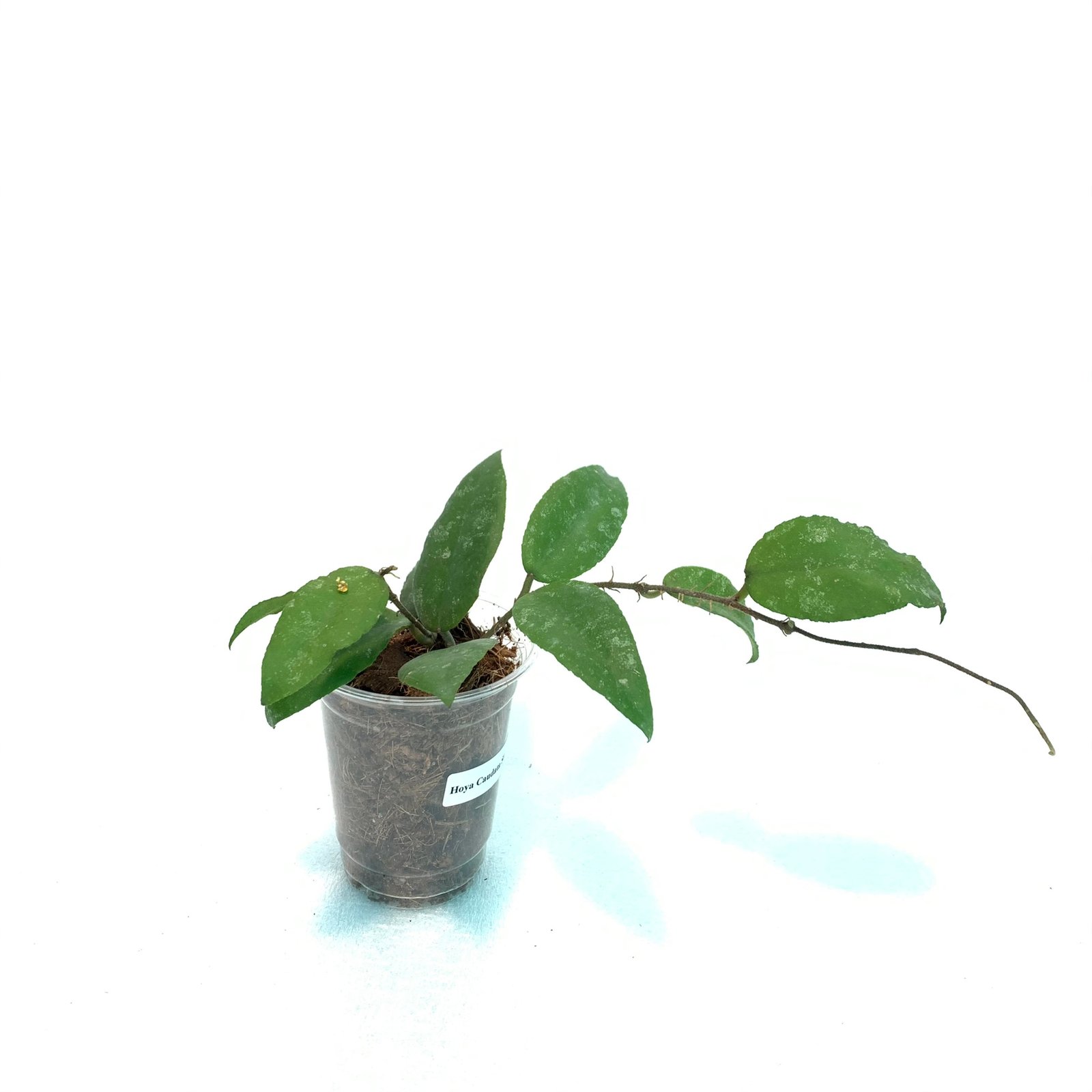 Hoya Caudata Sumatra - Image 6