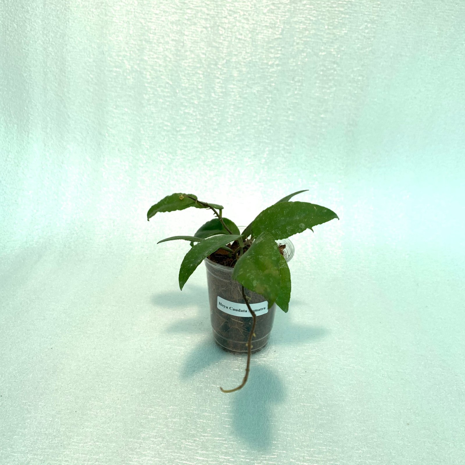 Hoya Caudata Sumatra - Image 7