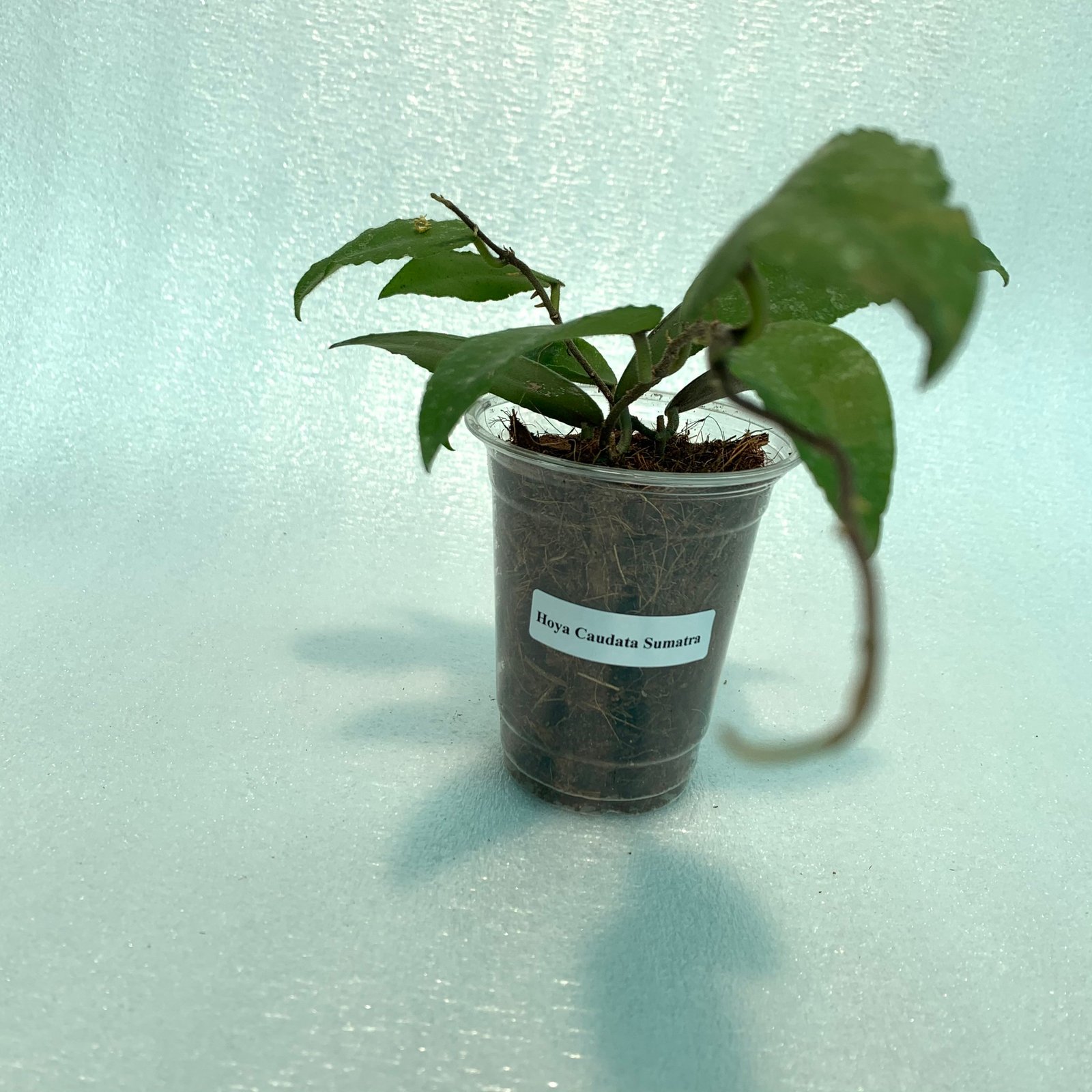 Hoya Caudata Sumatra - Image 8