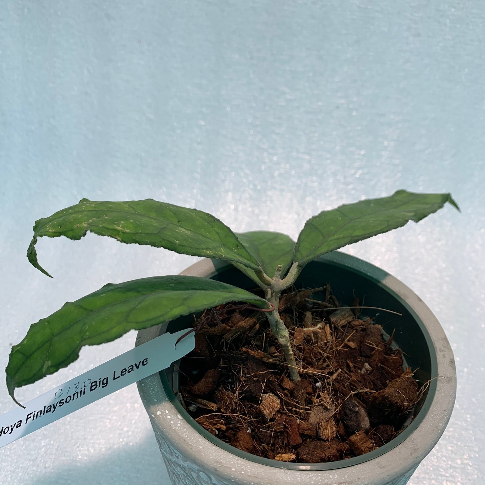 Hoya Finlaysonii Big Leaves (Large) - Image 2