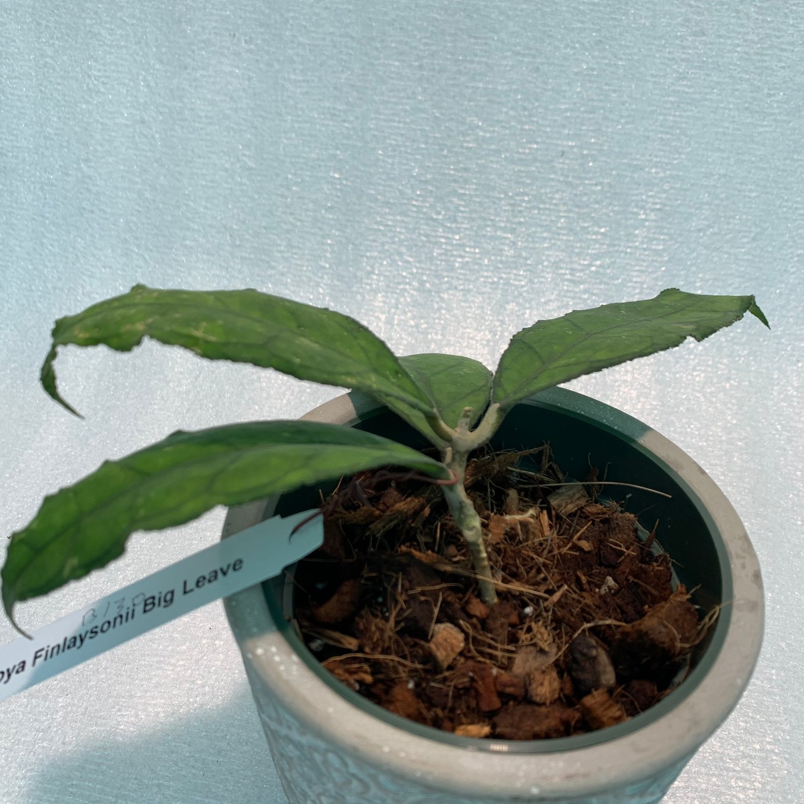 Hoya Finlaysonii Big Leaves (Large) - Image 3