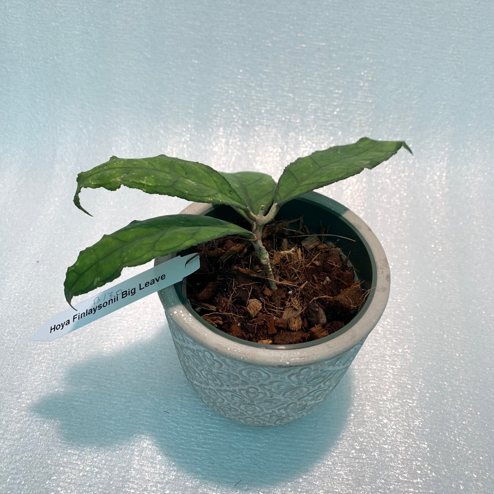 Hoya Finlaysonii Big Leaves (Large) - Image 4