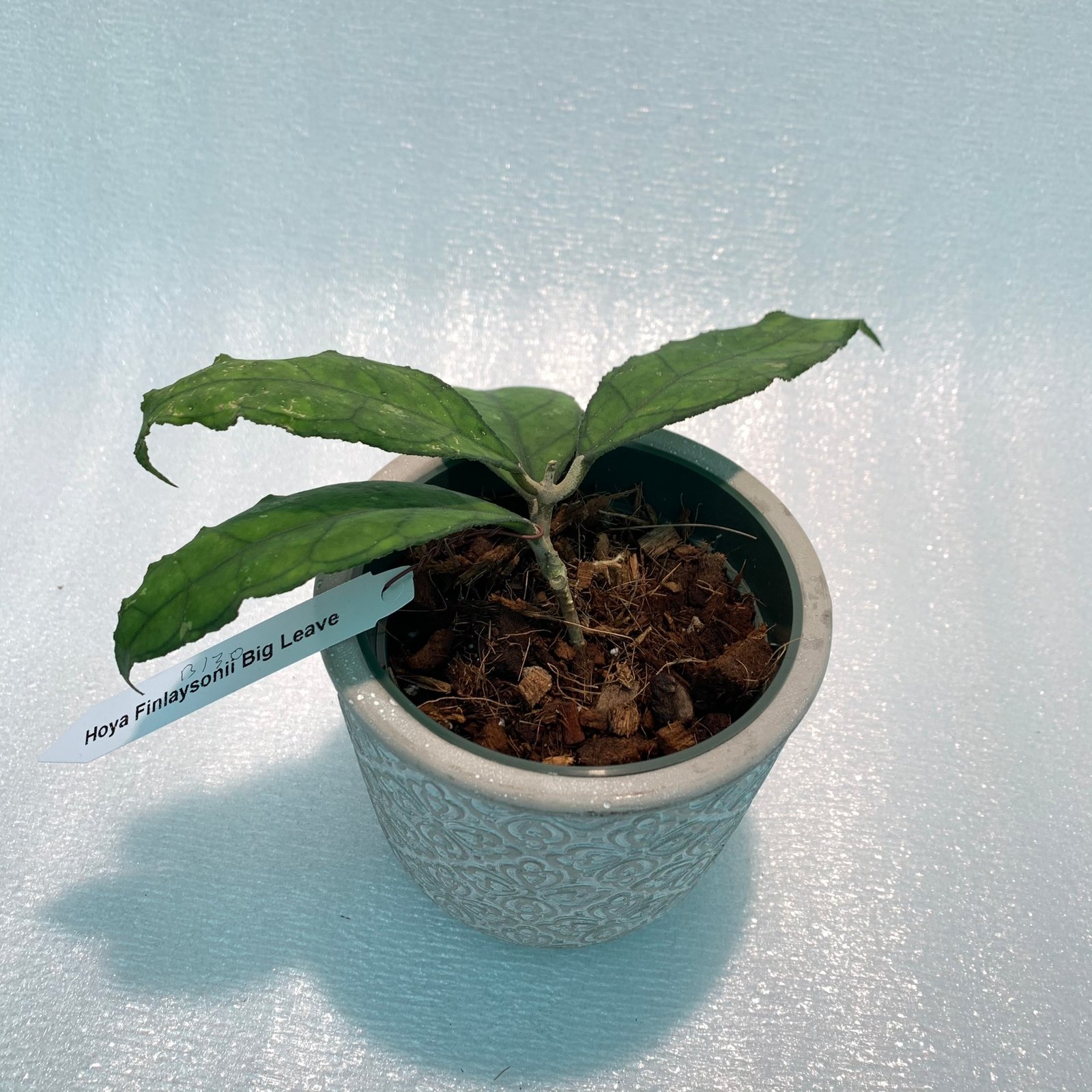 Hoya Finlaysonii Big Leaves (Large) - Image 5