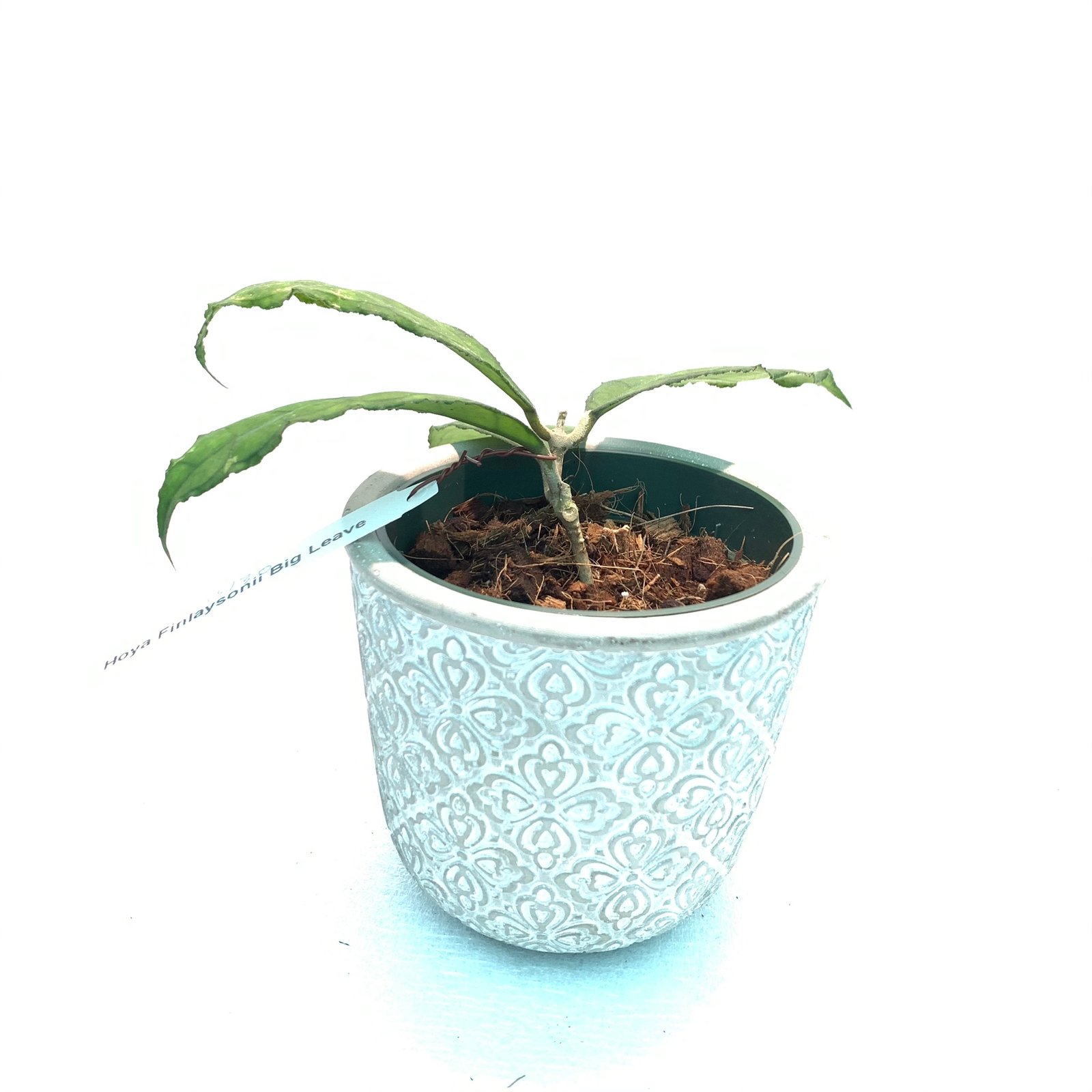 Hoya Finlaysonii Big Leaves (Large) - Image 6