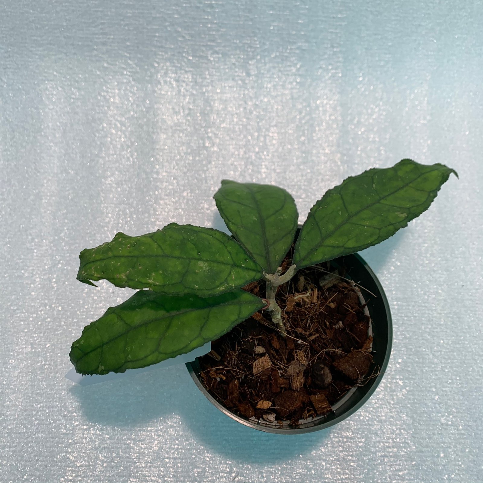 Hoya Finlaysonii Big Leaves (Large) - Image 7