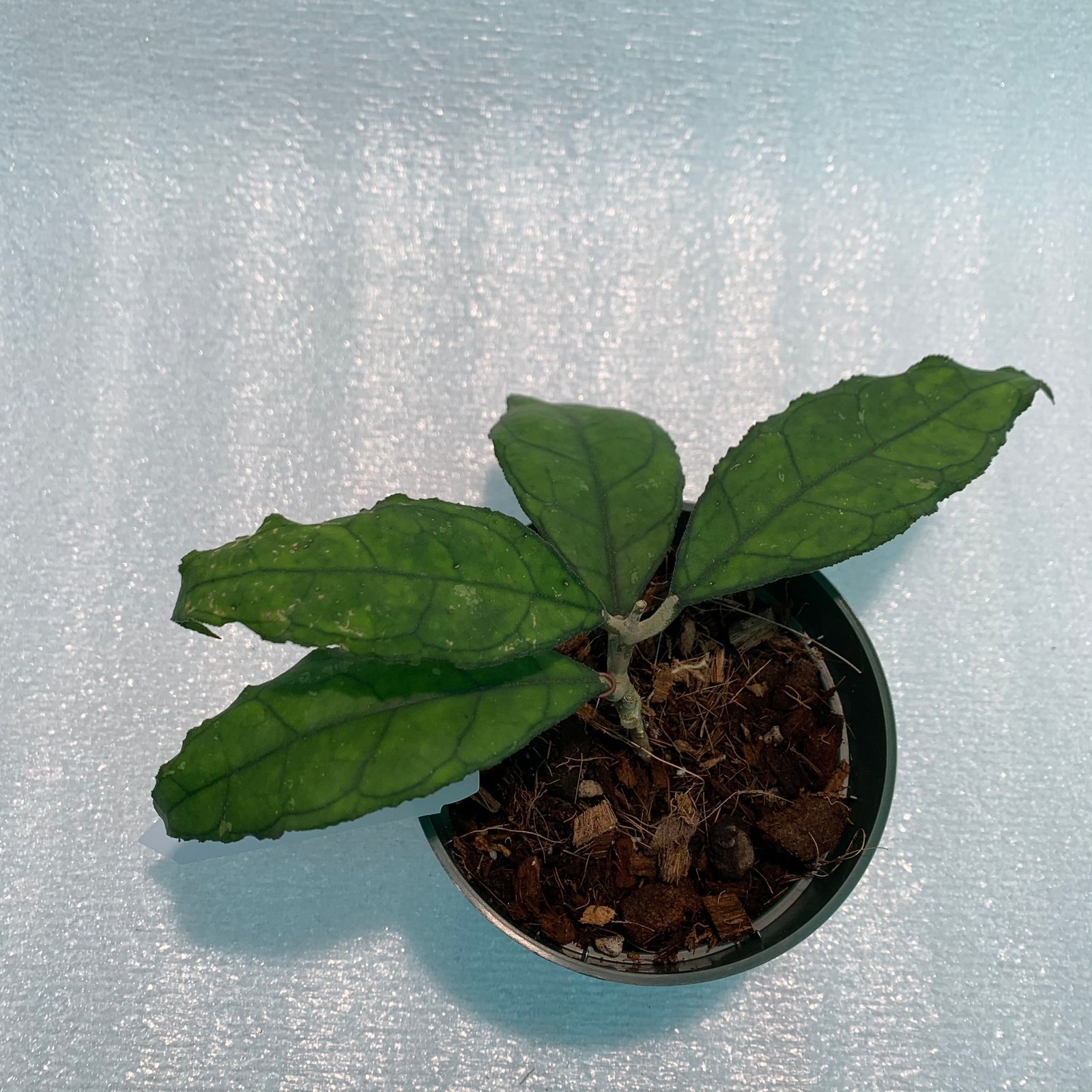 Hoya Finlaysonii Big Leaves (Large) - Image 9