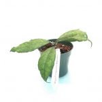 Hoya Finlaysonii Big Leaves (Large)