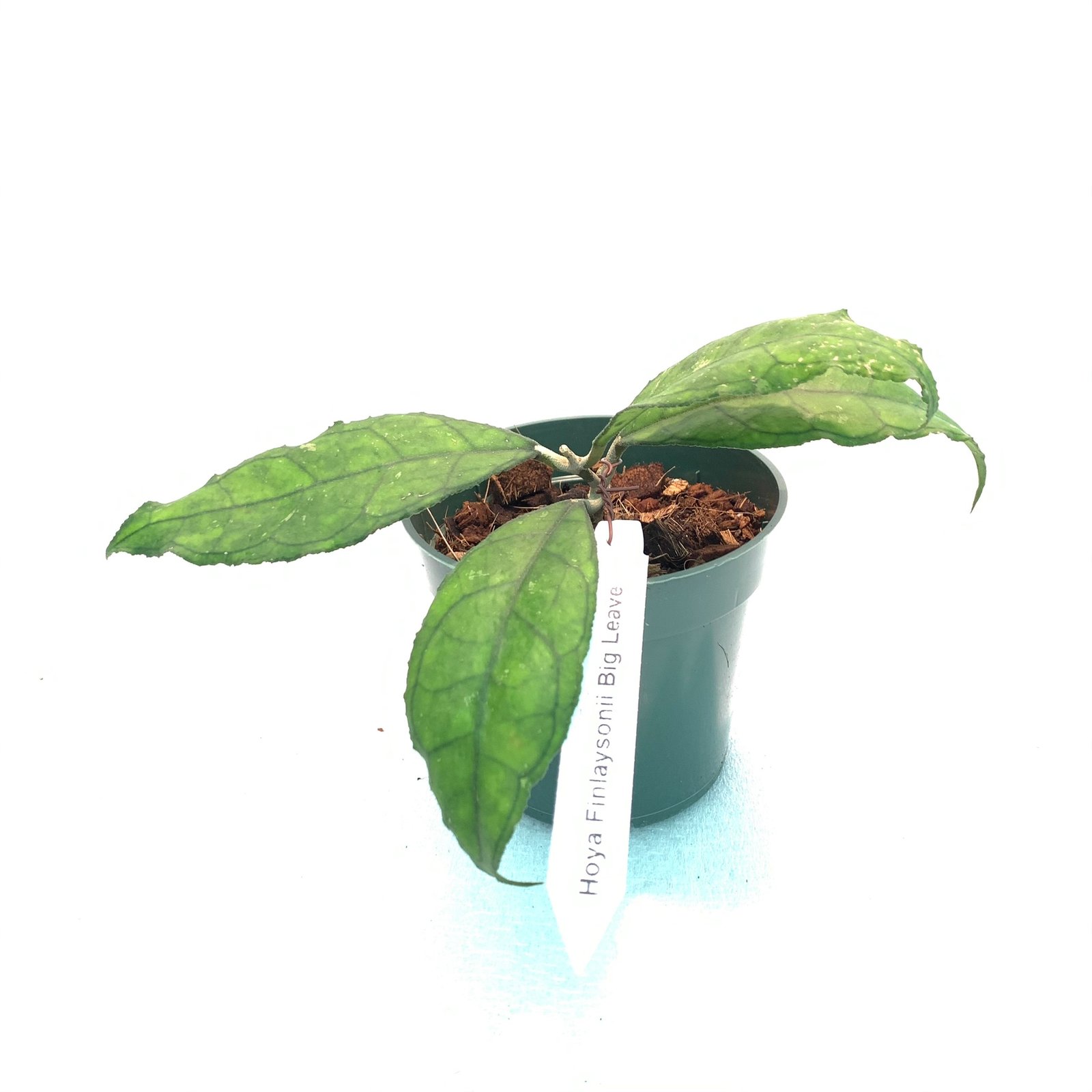 Hoya Finlaysonii Big Leaves (Large) - Image 10