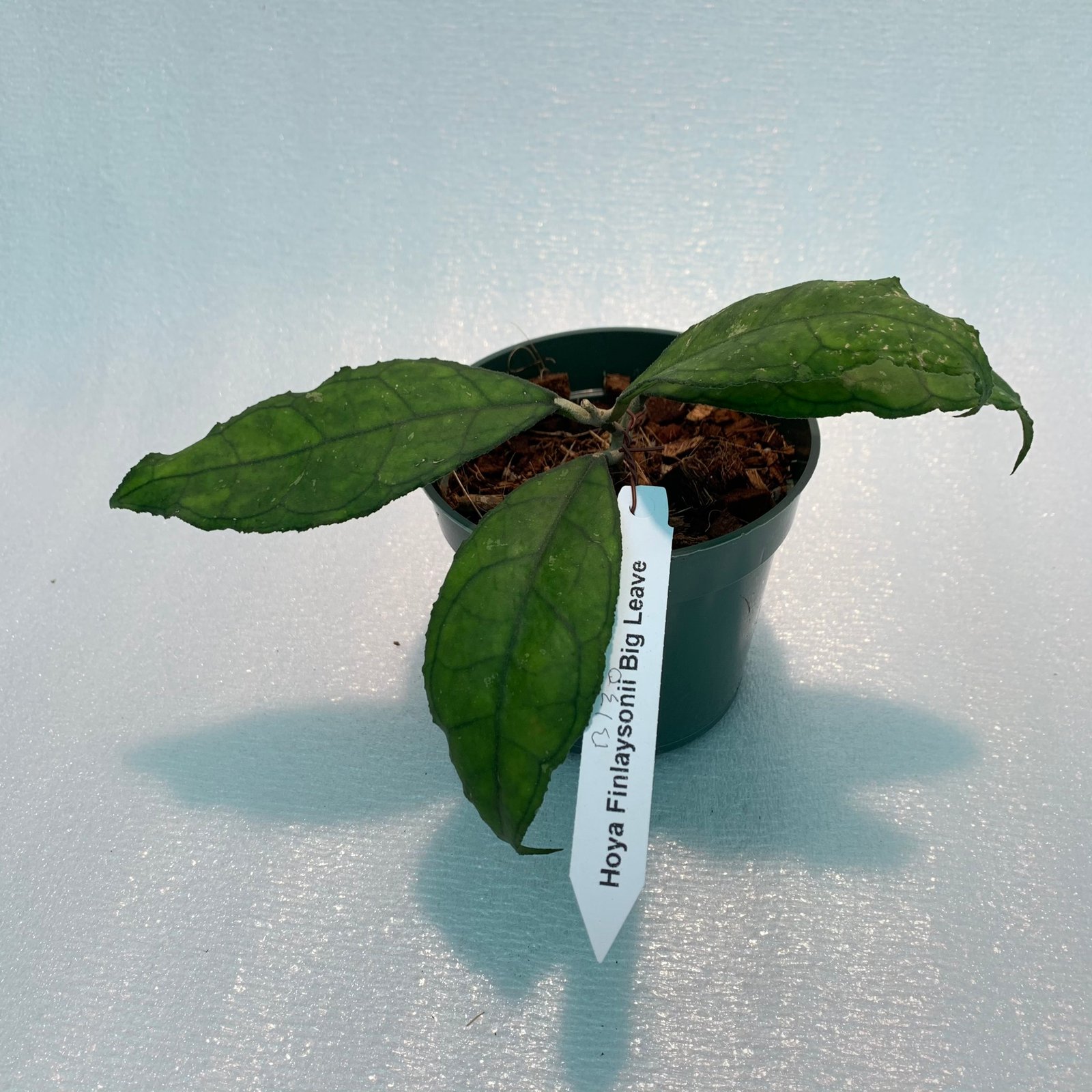 Hoya Finlaysonii Big Leaves (Large) - Image 11