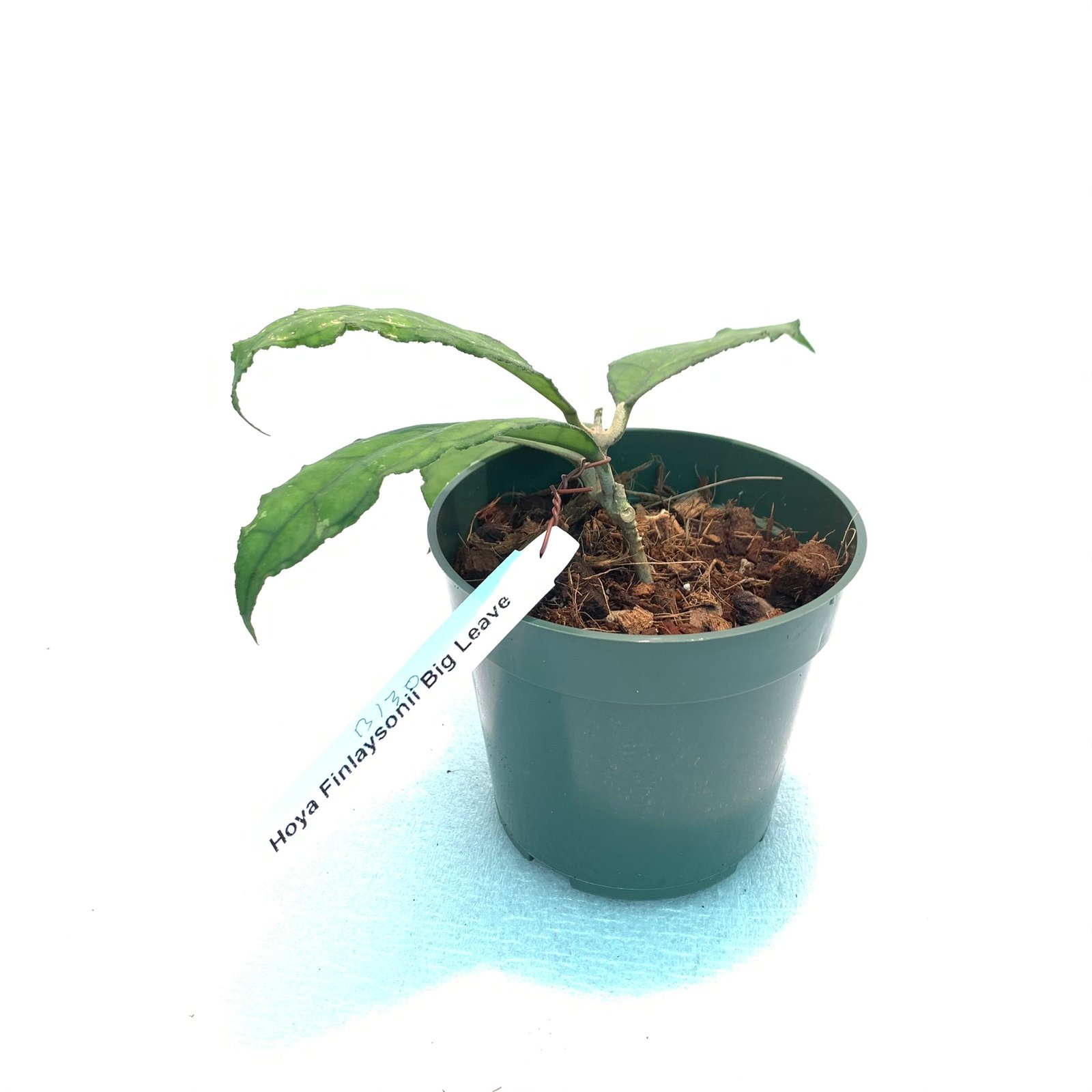 Hoya Finlaysonii Big Leaves (Large) - Image 12