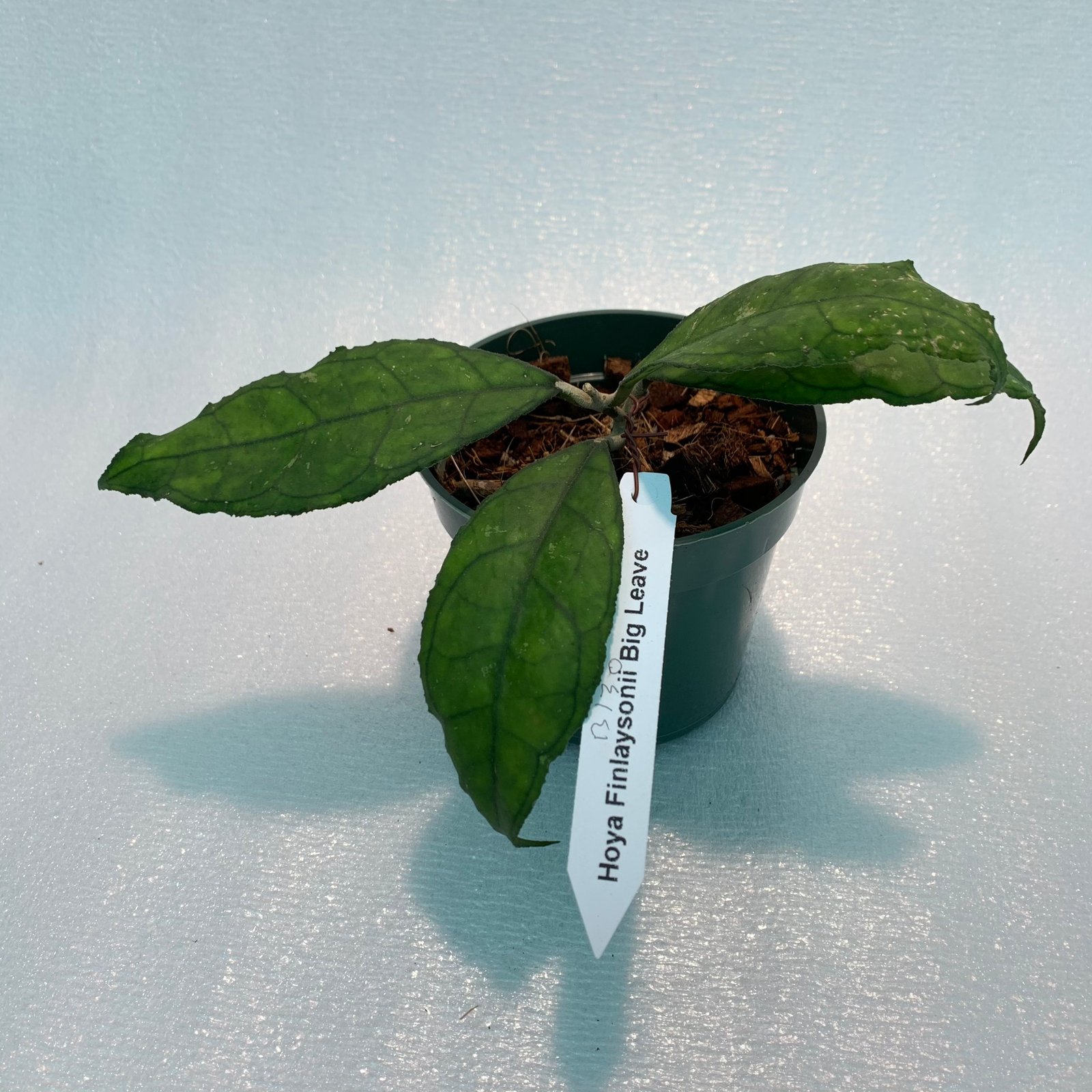 Hoya Finlaysonii Big Leaves (Large) - Image 13