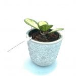 Hoya Obovata Variegated