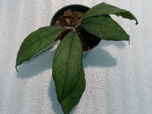 Hoya Finlaysonii Big Leaves