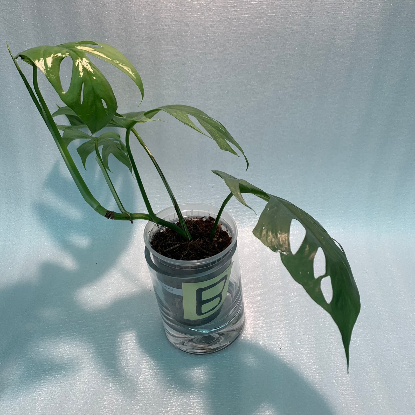 CEBU BLUE (B) - Image 11