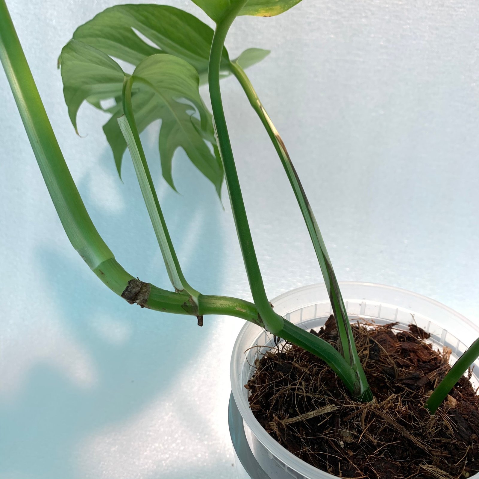 CEBU BLUE (B) - Image 10