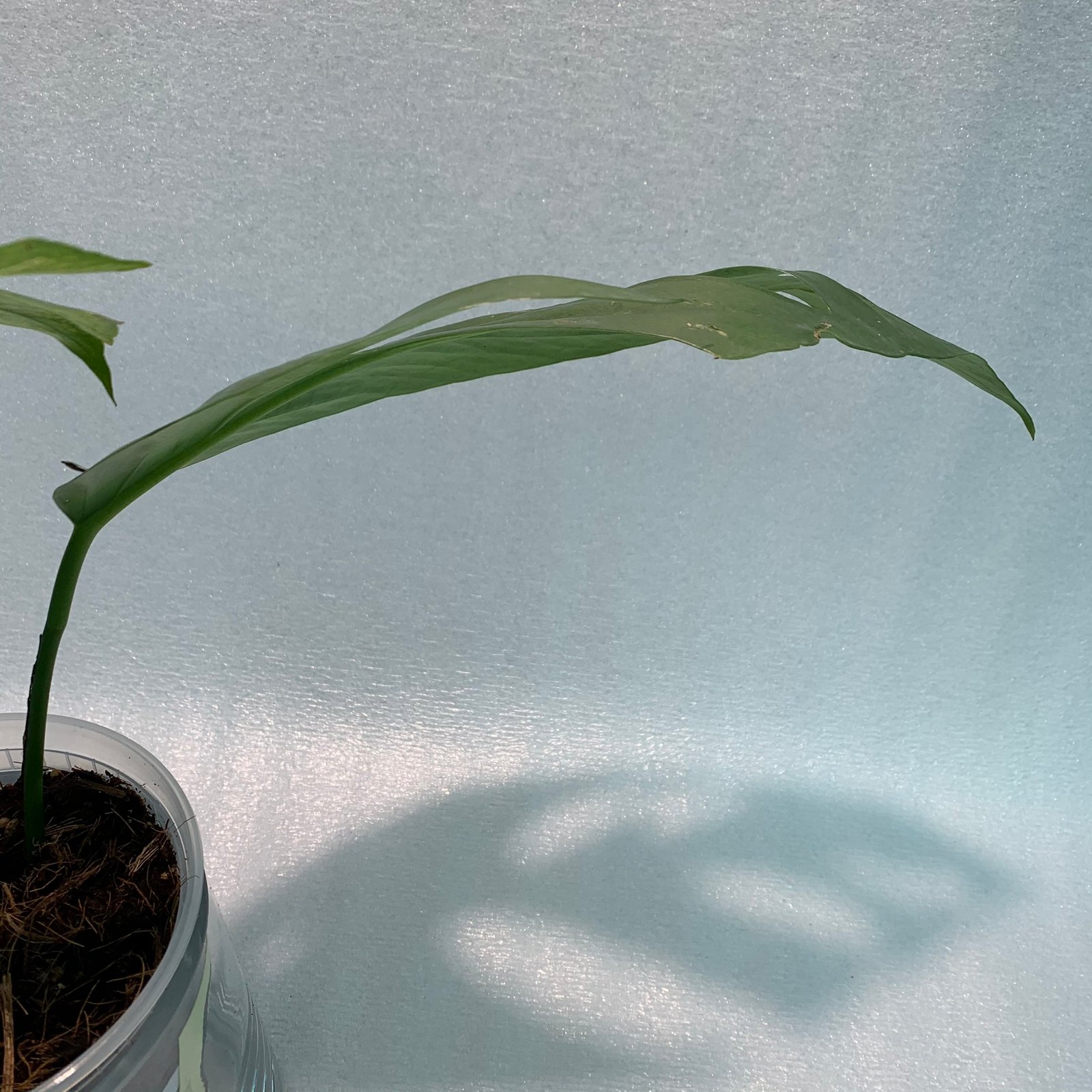 CEBU BLUE (B) - Image 9