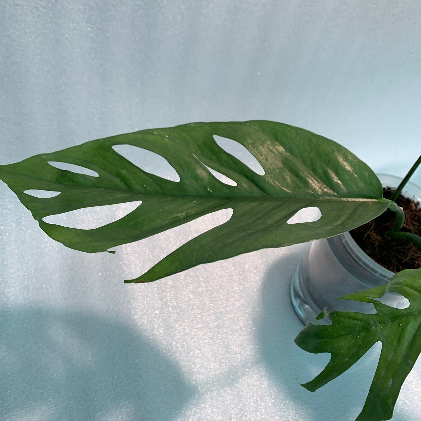 CEBU BLUE (B) - Image 8