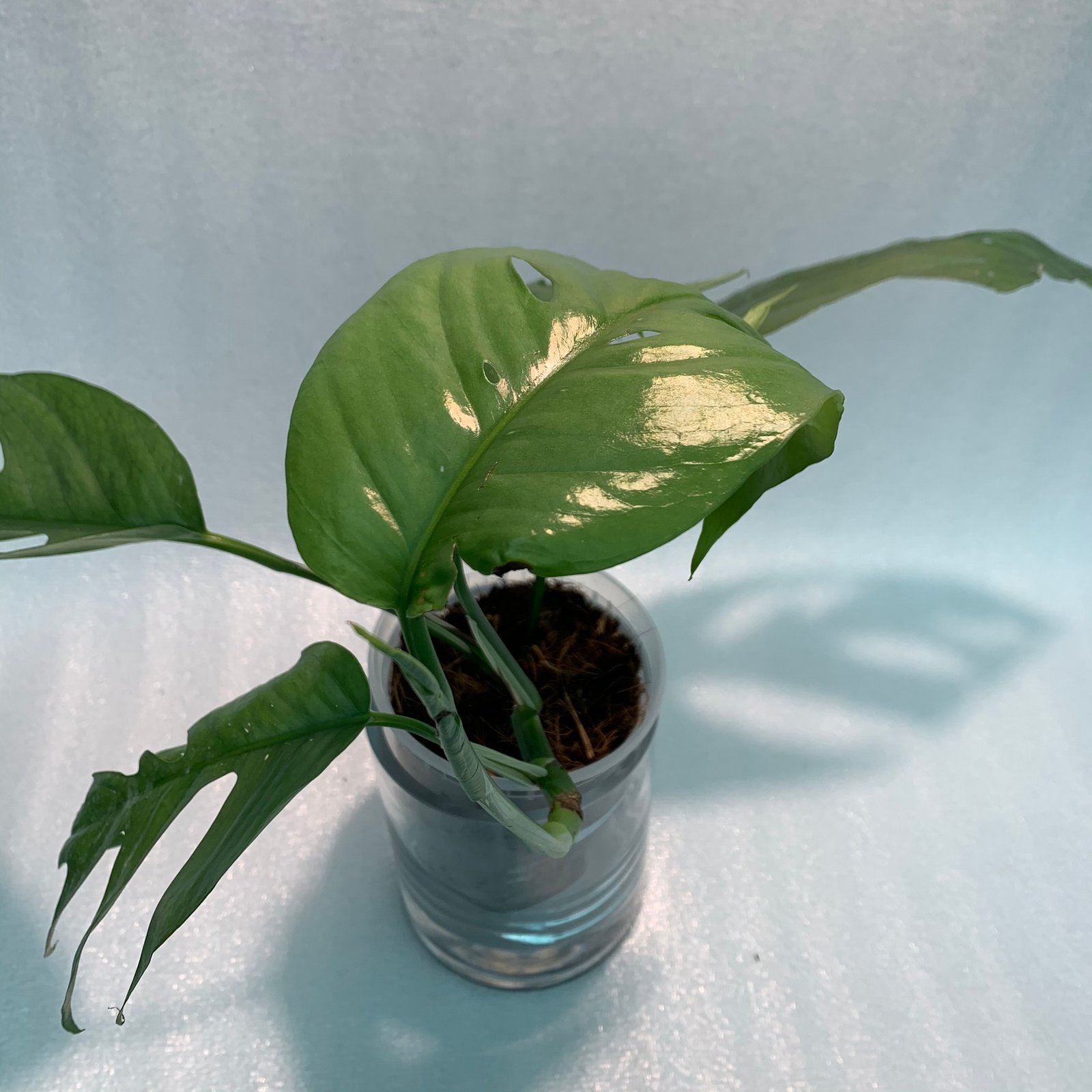 CEBU BLUE (B) - Image 7