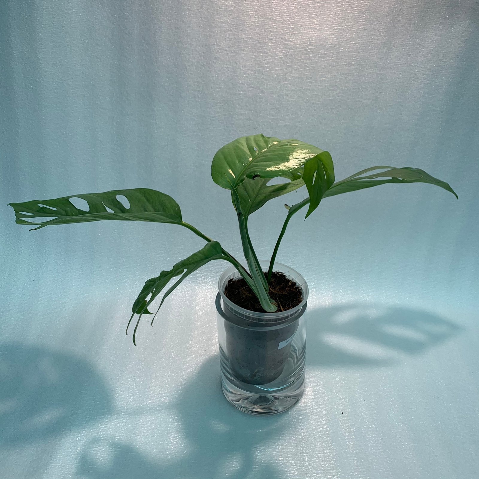 CEBU BLUE (B) - Image 5