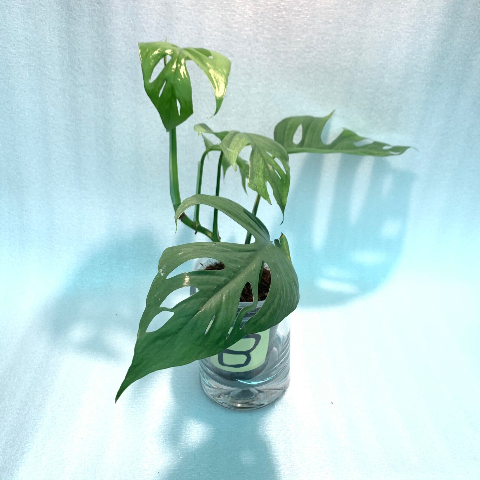 CEBU BLUE (B) - Image 4