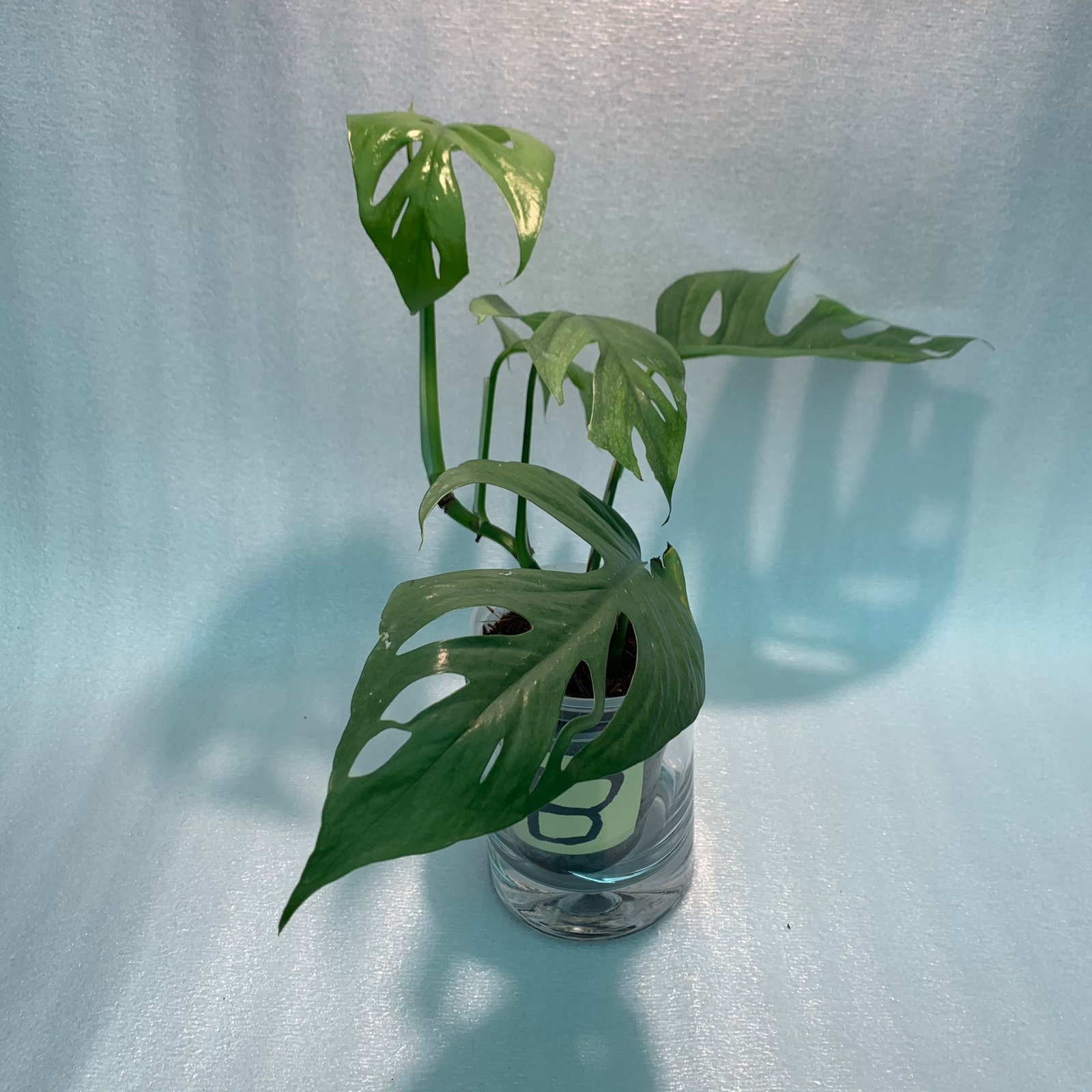 CEBU BLUE (B) - Image 3